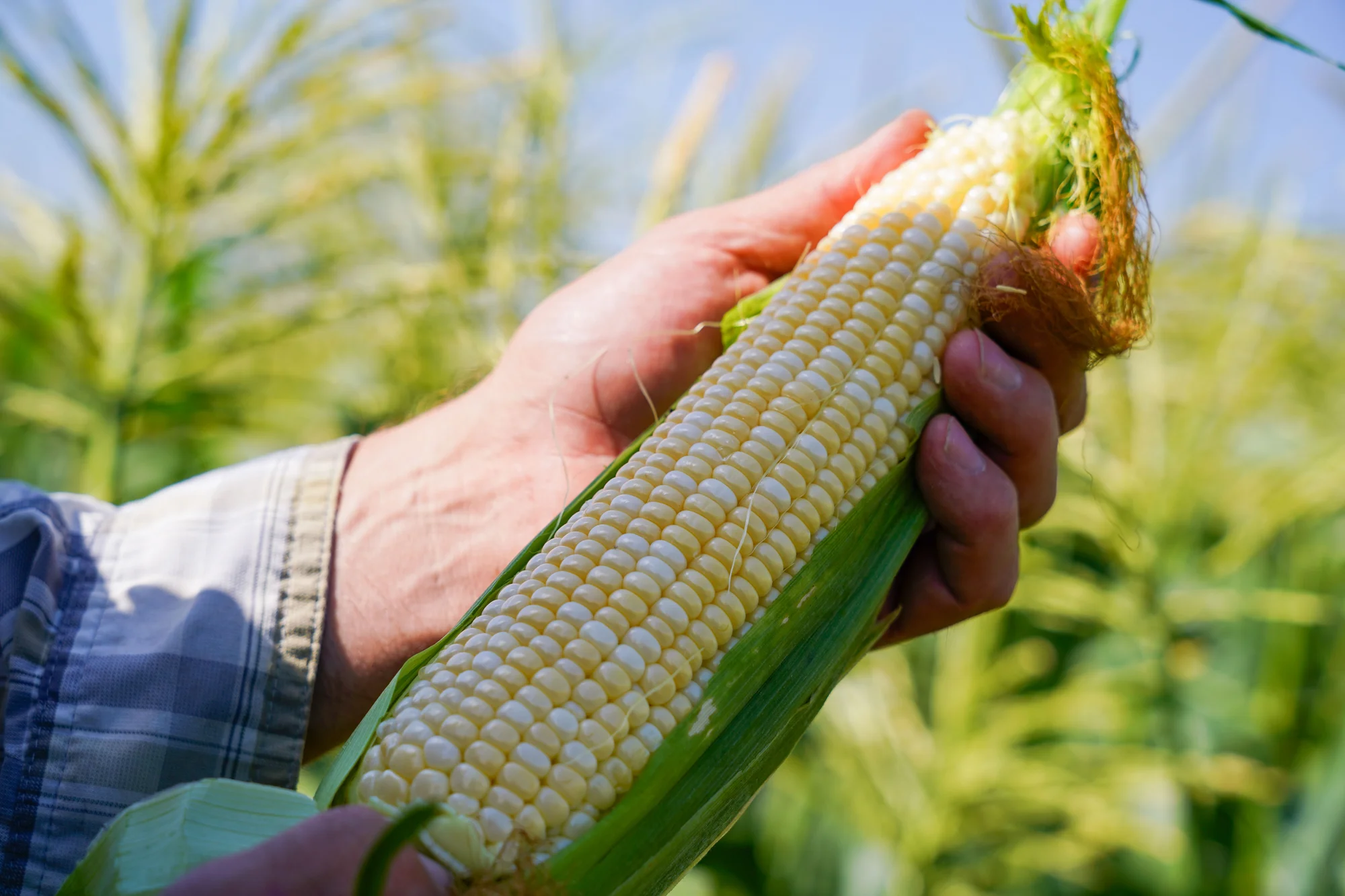Fishering holds an ear of corn in one of the fields near the packing shed. Photo: Joshua Vorse, Rocky Mountain PBS