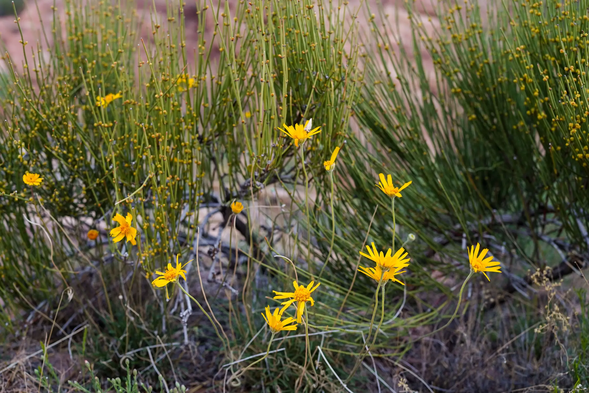 Groundsel or ragwort, a small member of the sunflower family, along a trail between Devil’s and Kodel’s canyons in Fruita.