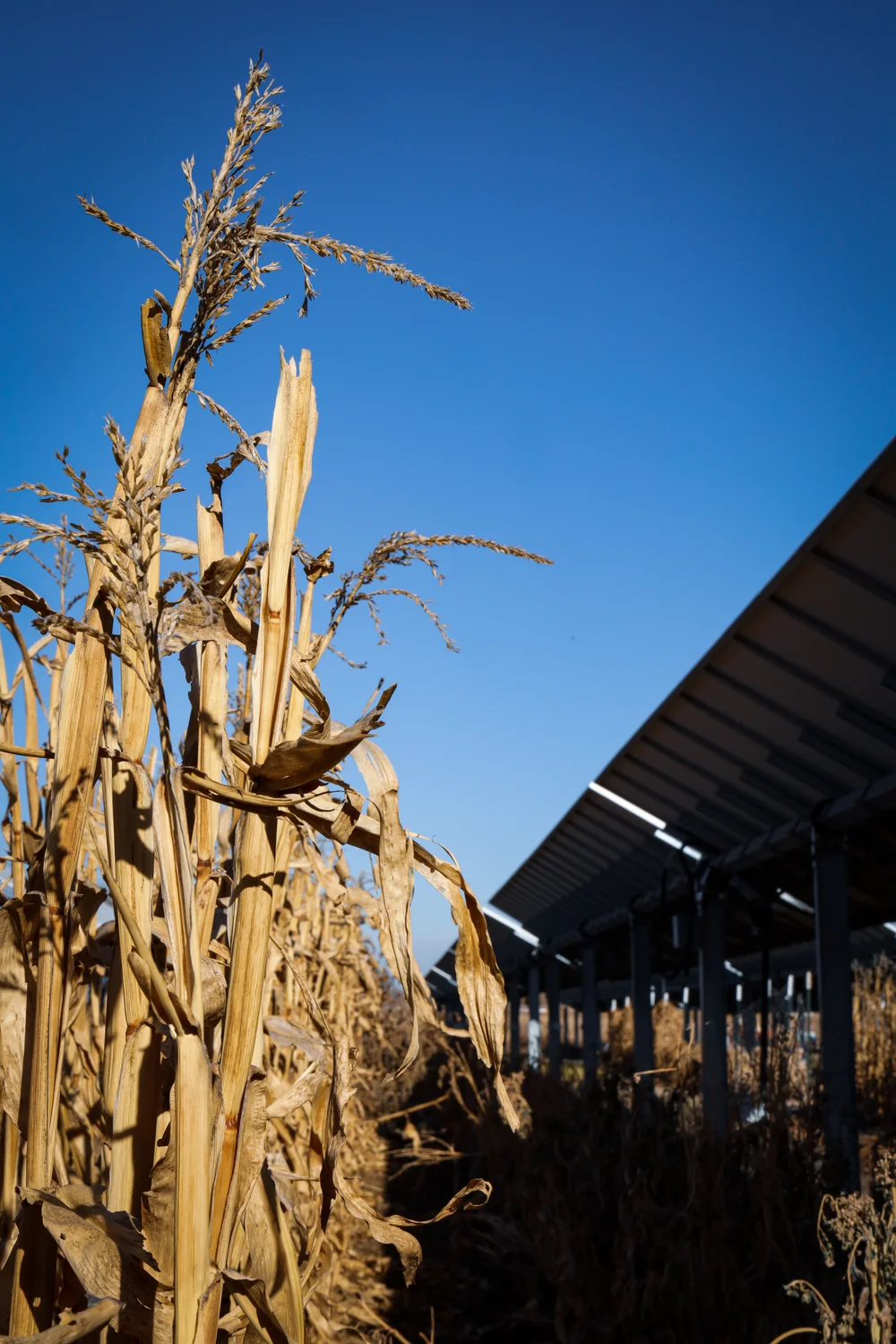 Salad greens, corn and radishes are among the crops that have flourished at Jack’s Solar Garden. Photo: Cormac McCrimmon, Rocky Mountain PBS