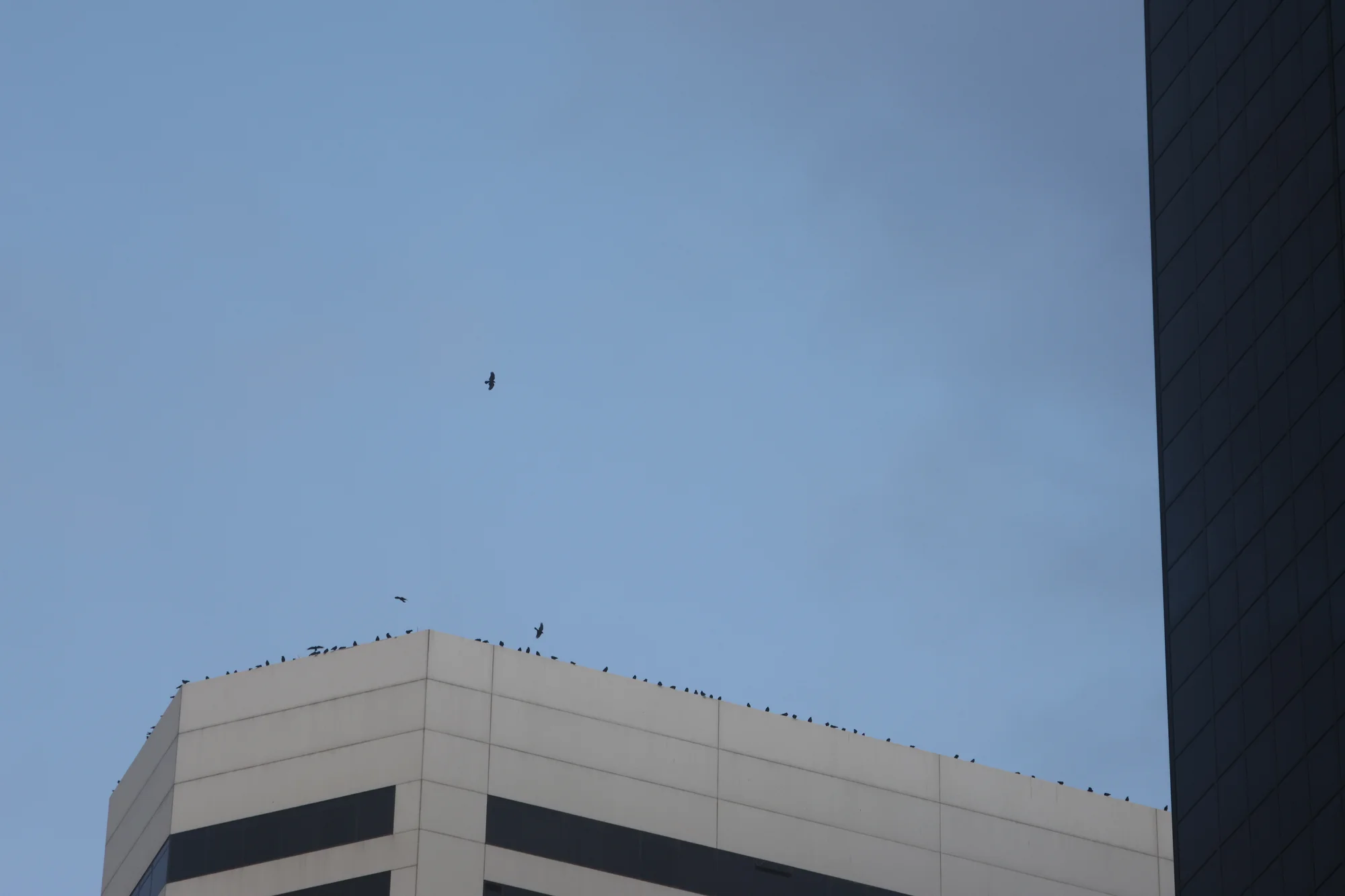 Many of the downtown crows gather on the roof of the Ritz-Carlton building before descending to the trees. Photo: Kyle Cooke, Rocky Mountain PBS