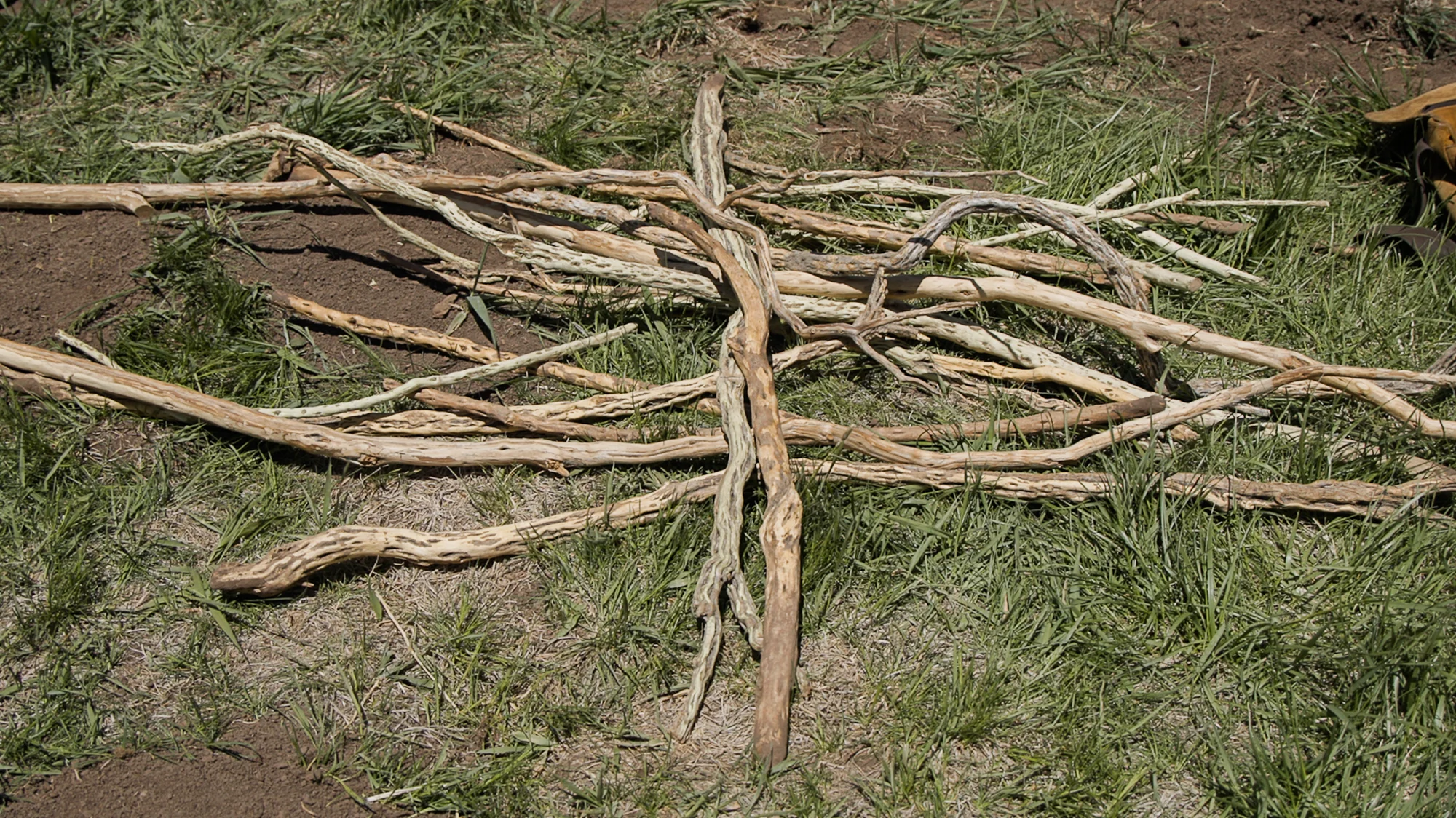Black greasewood sticks. Photo: Ziyi Xu, Rocky Mountain PBS