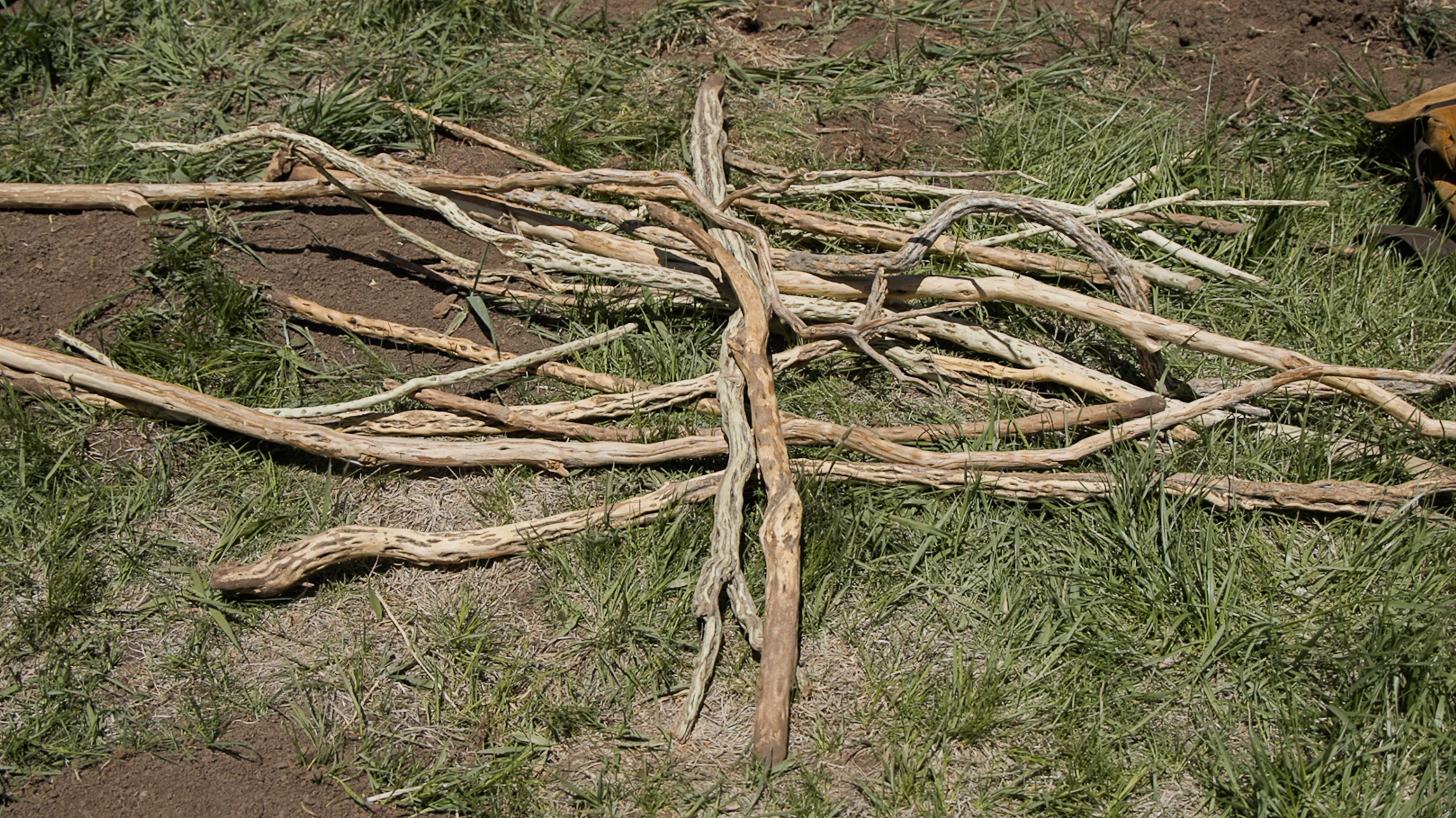 Black greasewood sticks. Photo: Ziyi Xu, Rocky Mountain PBS