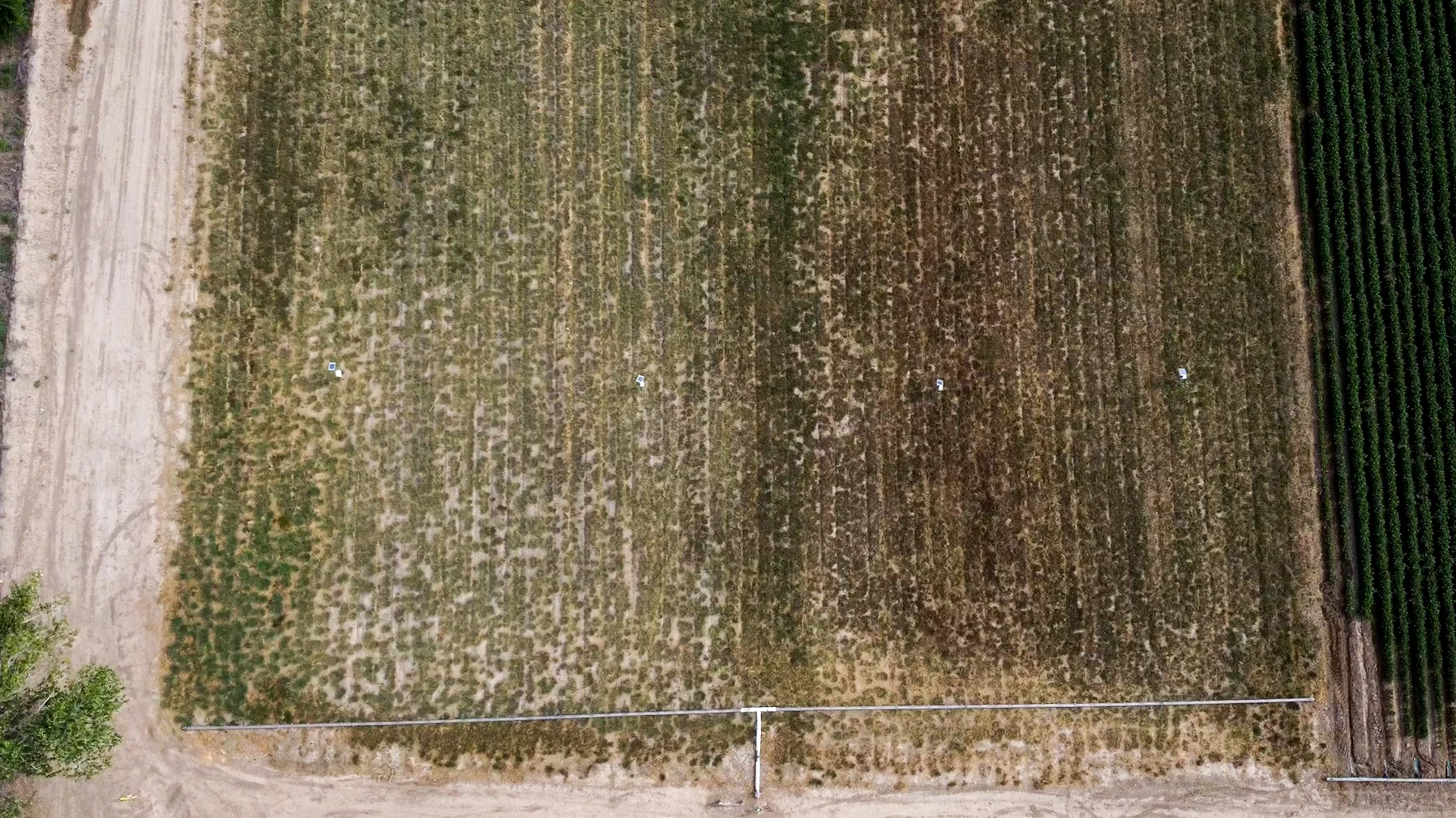 From 200 feet above the field, the darker green and brown of the biochar half (right) is more visible. The richer color indicates higher levels of nitrogen in the plants. Photo: Joshua Vorse, Rocky Mountain PBS