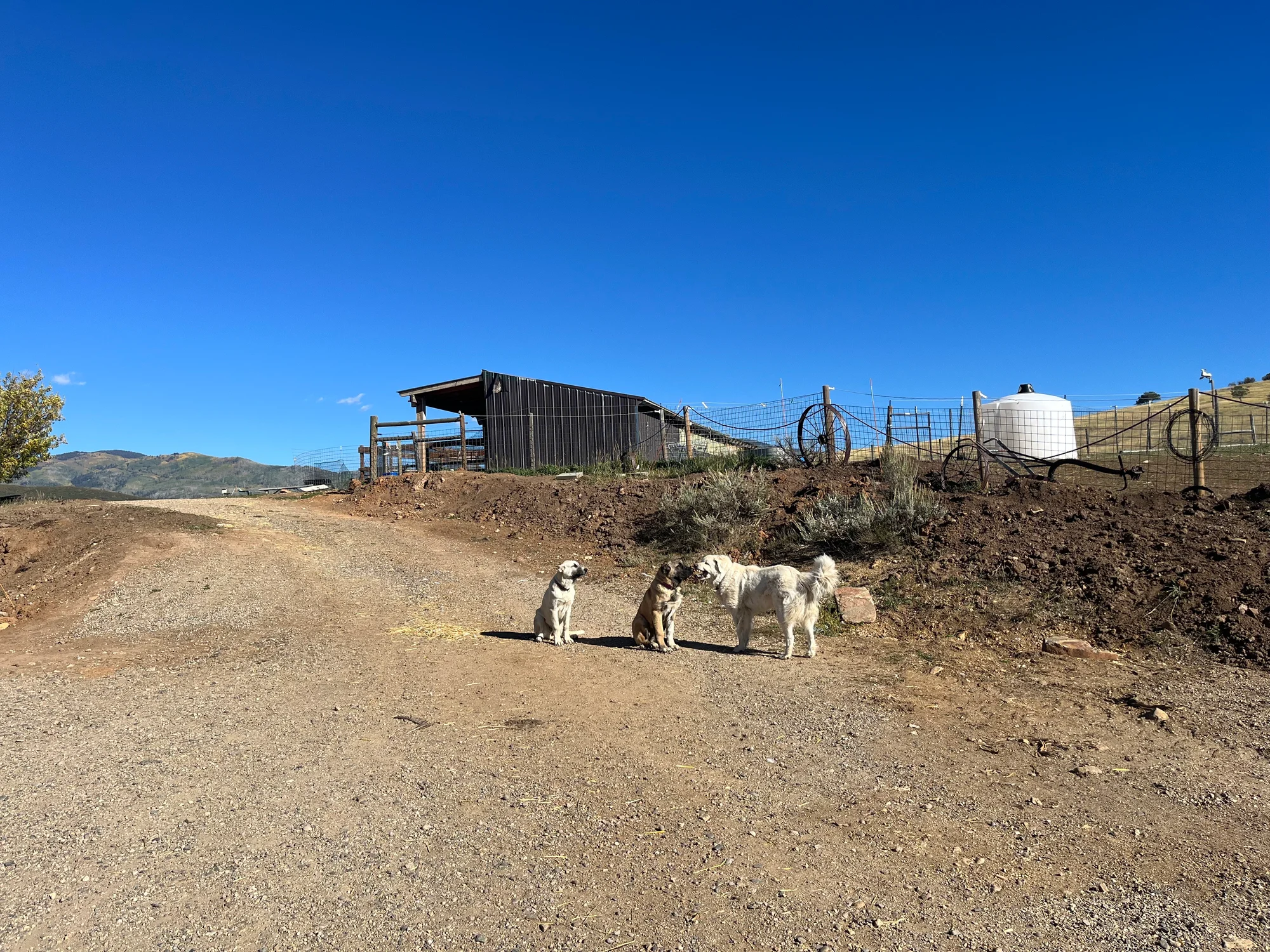 Two Turkish Boz Shepherd puppies greet Kiba, a Maremma and Great Pyrenees mix, at Emerald Mtn. Ranch in Steamboat Springs. The ranch is supplying the puppies as part of the U.S. Department of Agriculture's non-lethal livestock protection program. Photo: Ali Longwell, Vail Daily