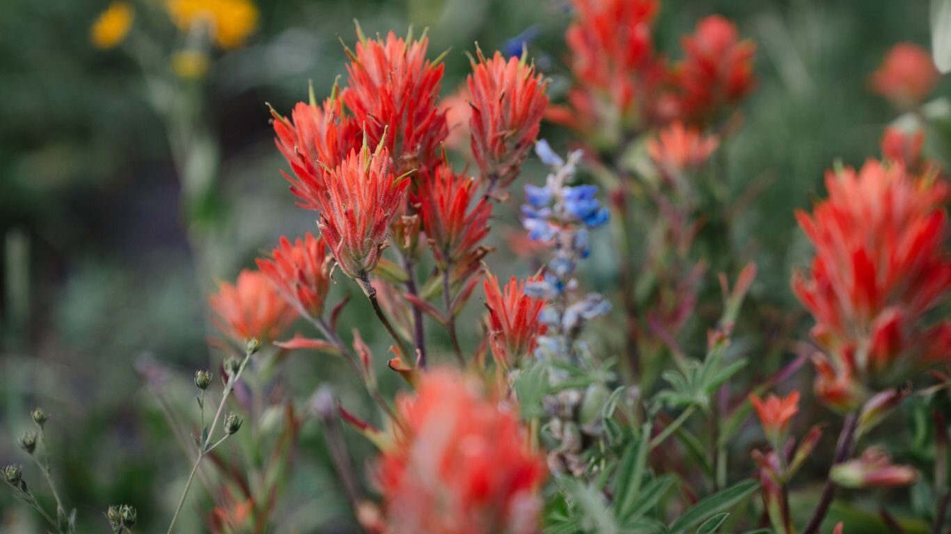 Green gentians, clean air bright spots at 40th Crested Butte Wildflower Festival