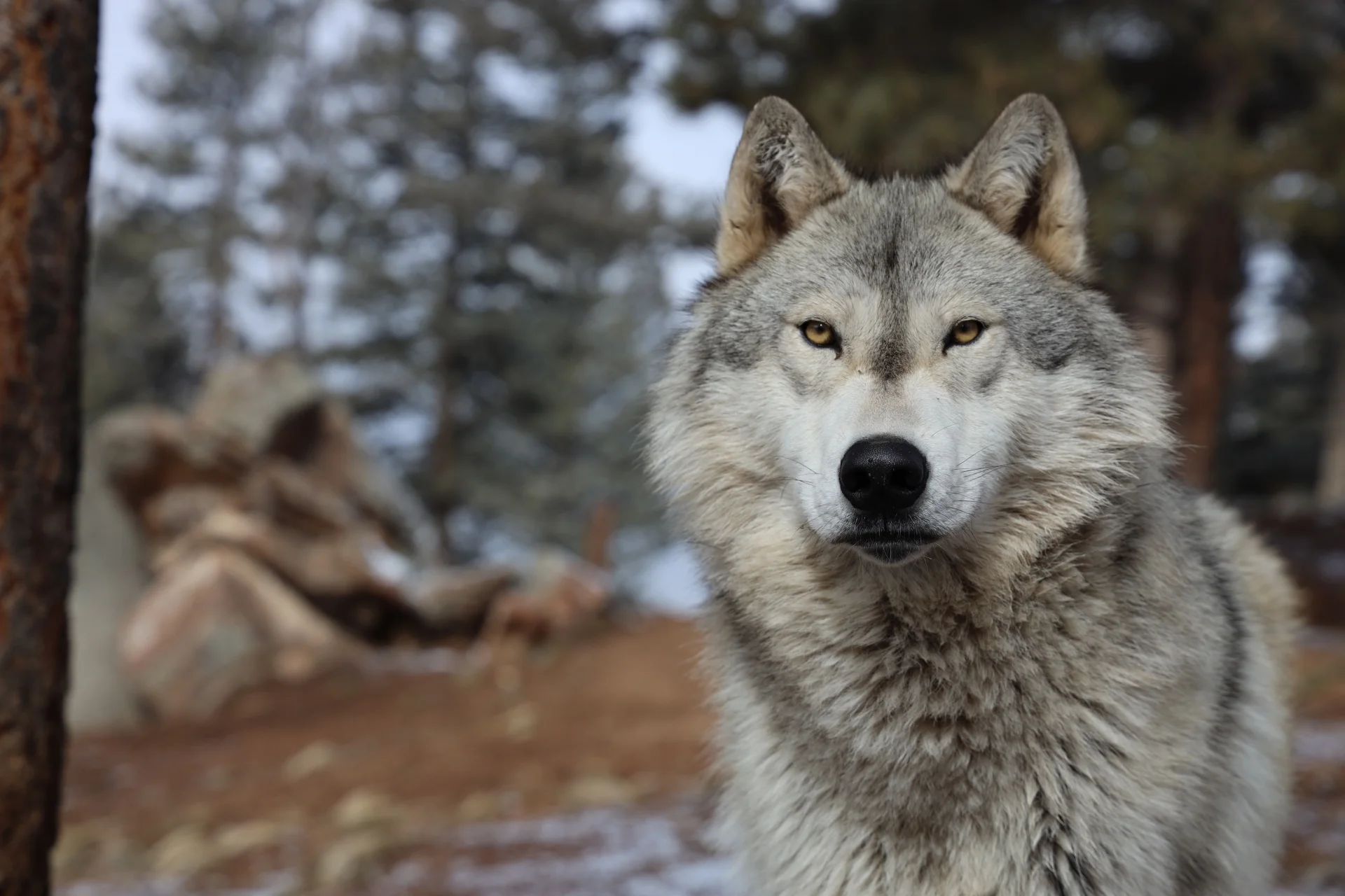 In November 2020, Colorado voters approved Proposition 114, mandating that Colorado Parks and Wildlife develop a plan to reintroduce gray wolves to the western part of the state by 2023. Photo: Amanda Horvath, Rocky Mountain PBS