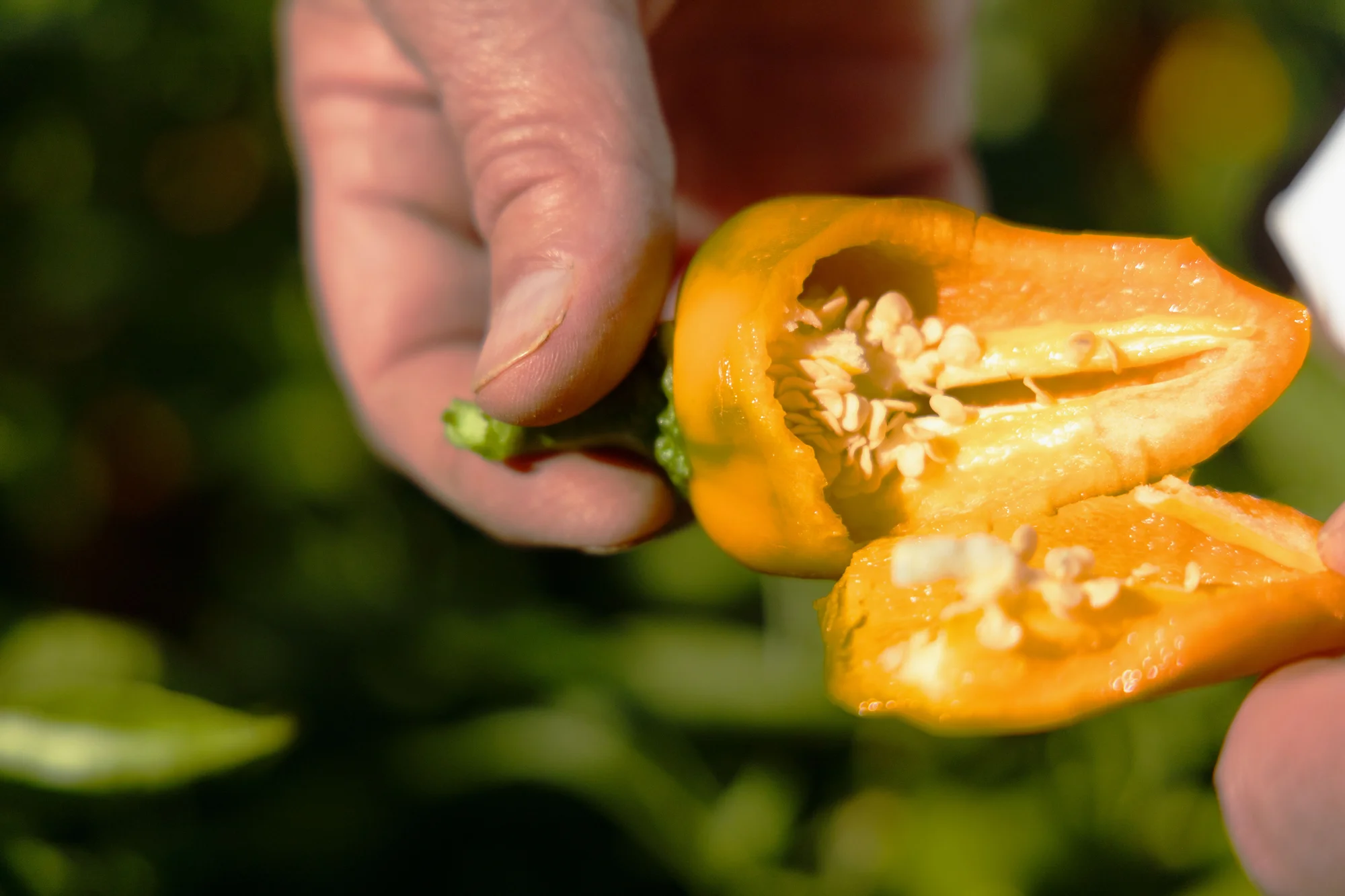 Bartolo knew from the color, seeds and smell that this sample will mature into a spicy pepper. Photo: Chase McCleary, Rocky Mountain PBS