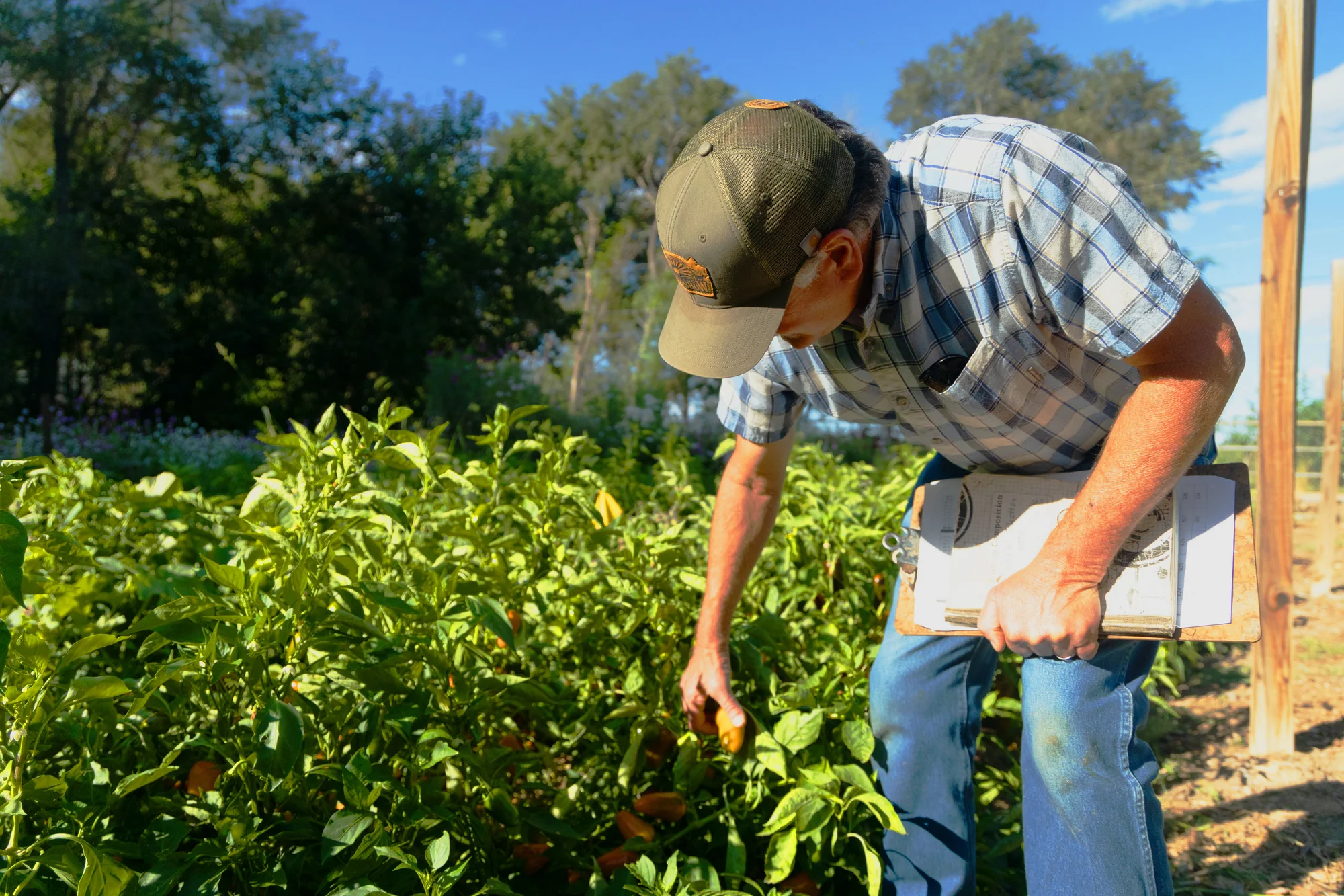 Bartolo (pictured) looks through a few near-ripe chiles. Photo: Chase McCleary, Rocky Mountain PBS