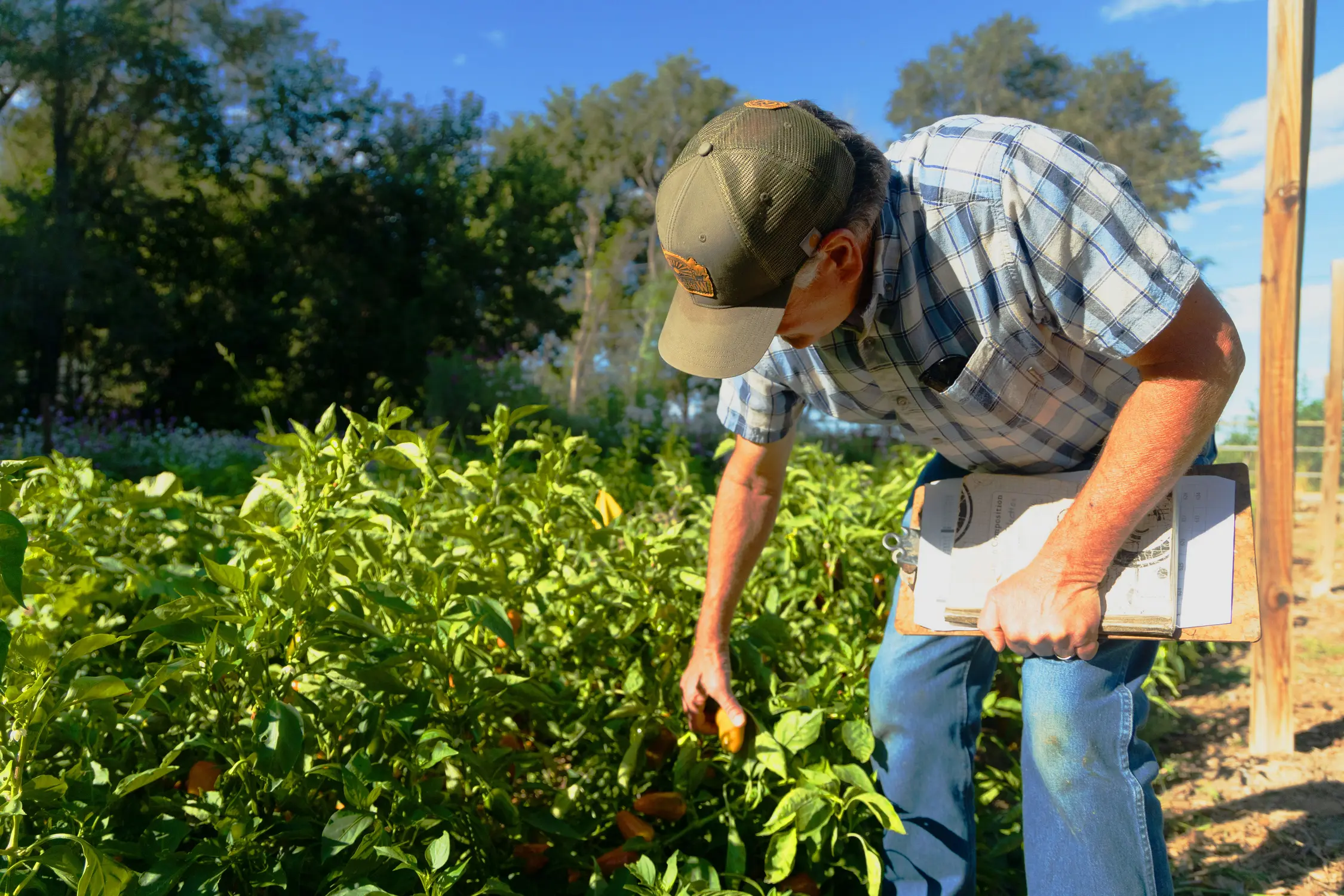 Bartolo (pictured) looks through a few near-ripe chiles. Photo: Chase McCleary, Rocky Mountain PBS