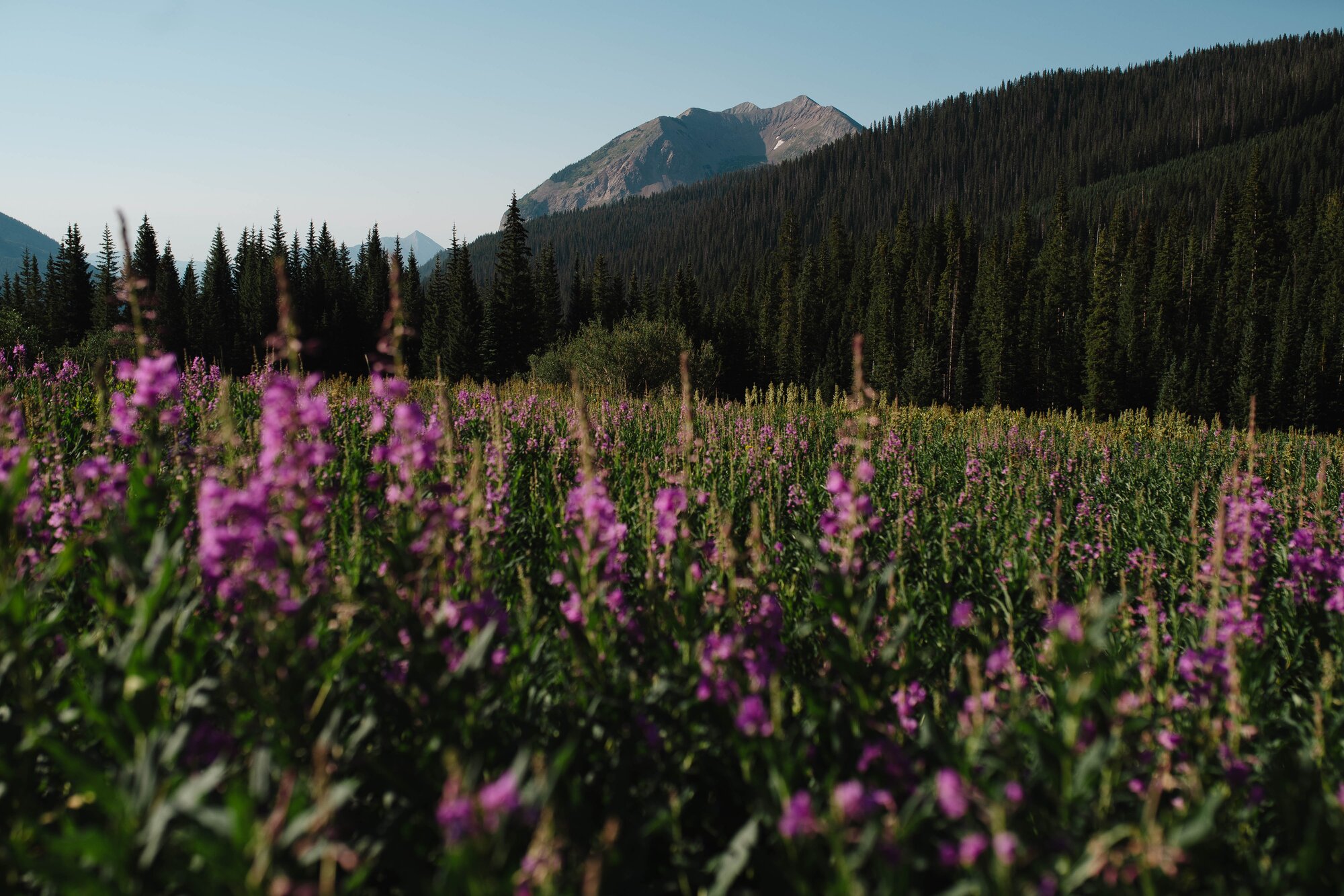 Photos: The Crested Butte Wildflower Festival turns 40
