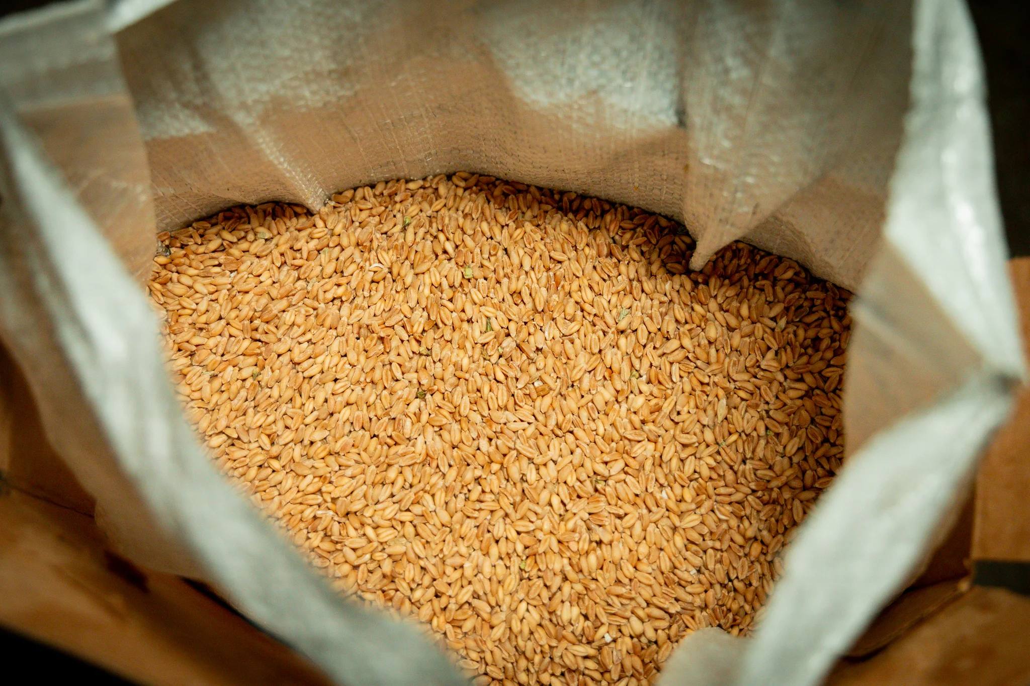 Grains that the Poss family sells. Photo: Priya Shahi, Rocky Mountain PBS