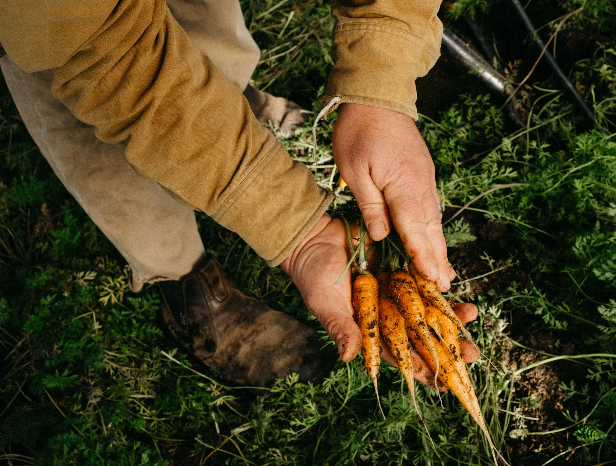 DeRespinis holds mokum carrots grown as Esoterra. Photo: Peter Vo, Rocky Mountain PBS