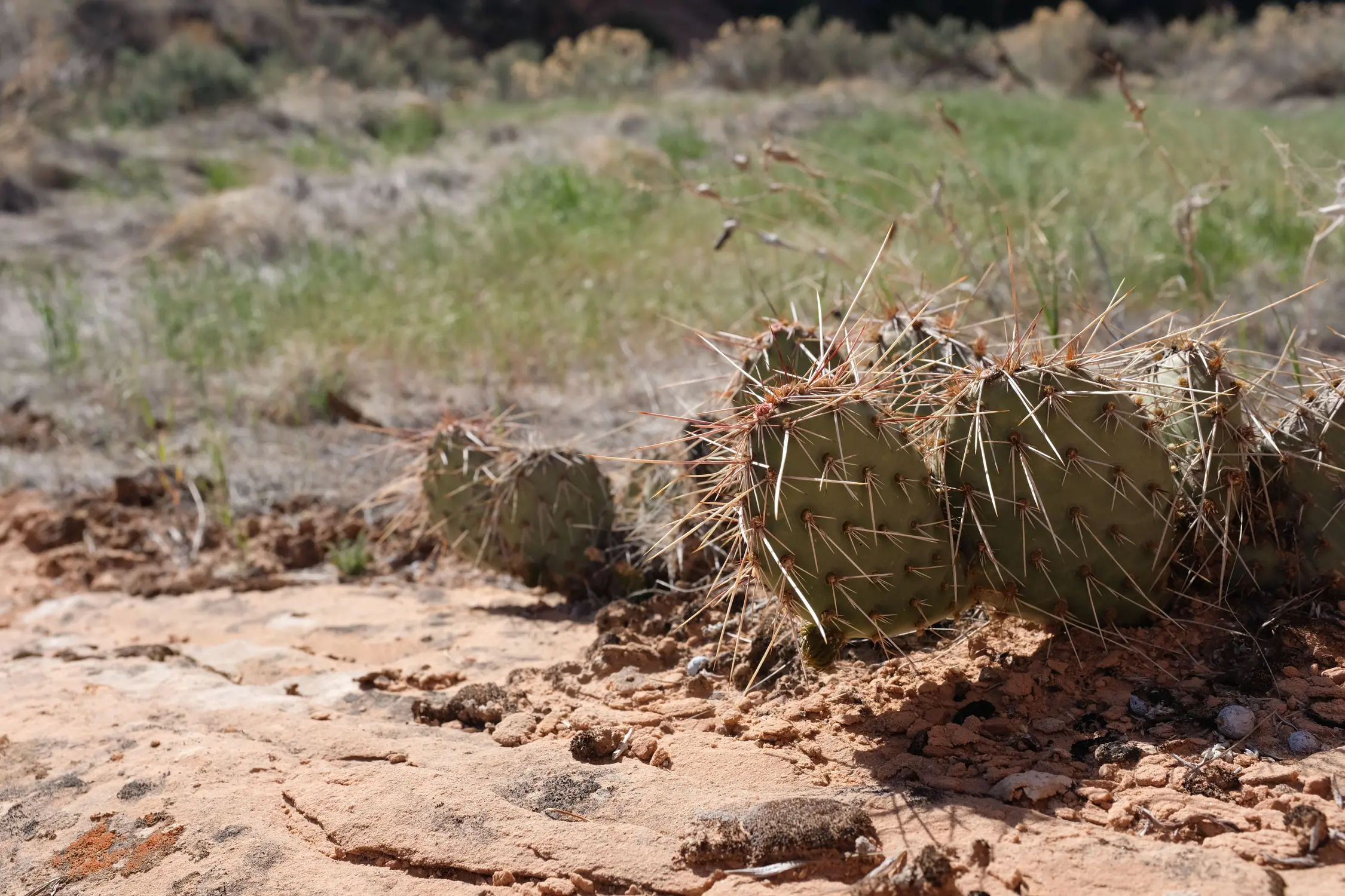 Prickly pear cactus sits among cryptobiotic soil along the McDonald Creek Canyon trail, cheatgrass surrounding it everywhere without solid rock.