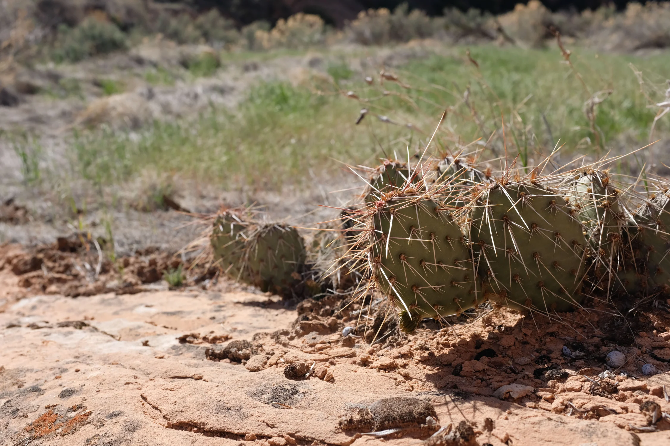 Prickly pear cactus sits among cryptobiotic soil along the McDonald Creek Canyon trail, cheatgrass surrounding it everywhere without solid rock.