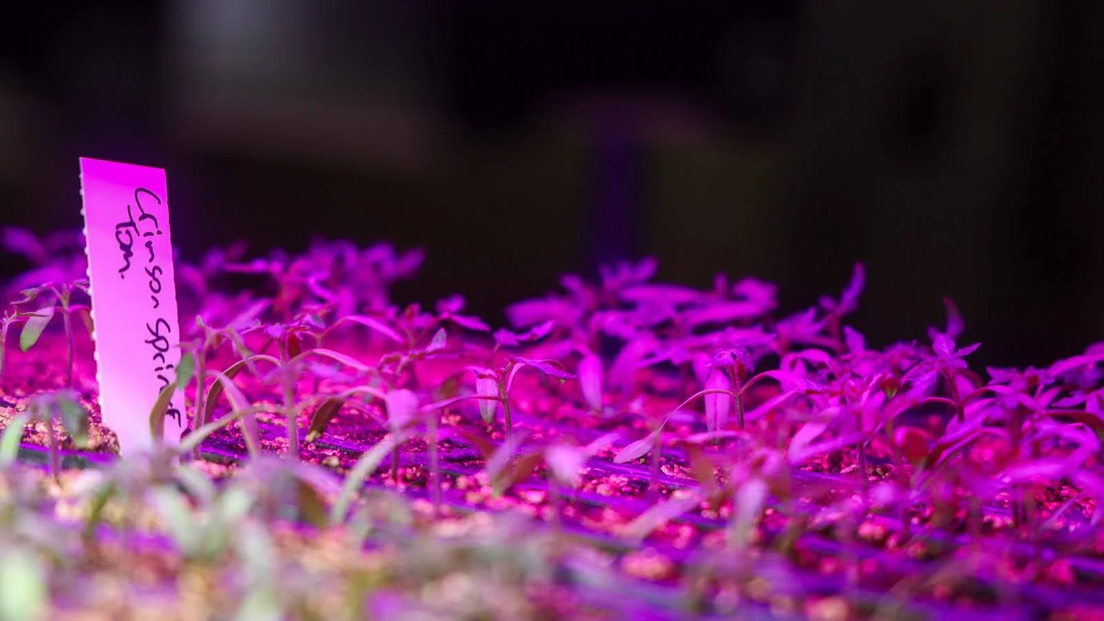 Tomato seedlings. Photo: Ziyi Xu, Rocky Mountain PBS