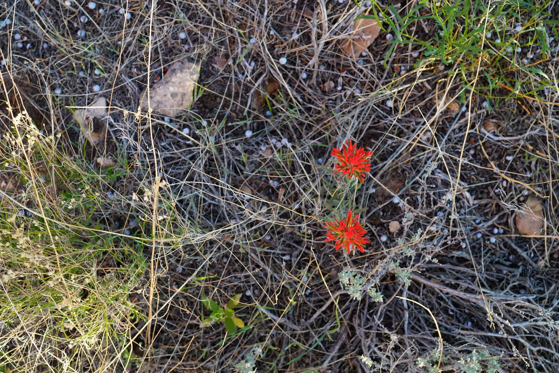 Desert paintbrush can be seen from gravely shale at the base of the Book Cliffs to the canyons of Colorado National Monument. 
