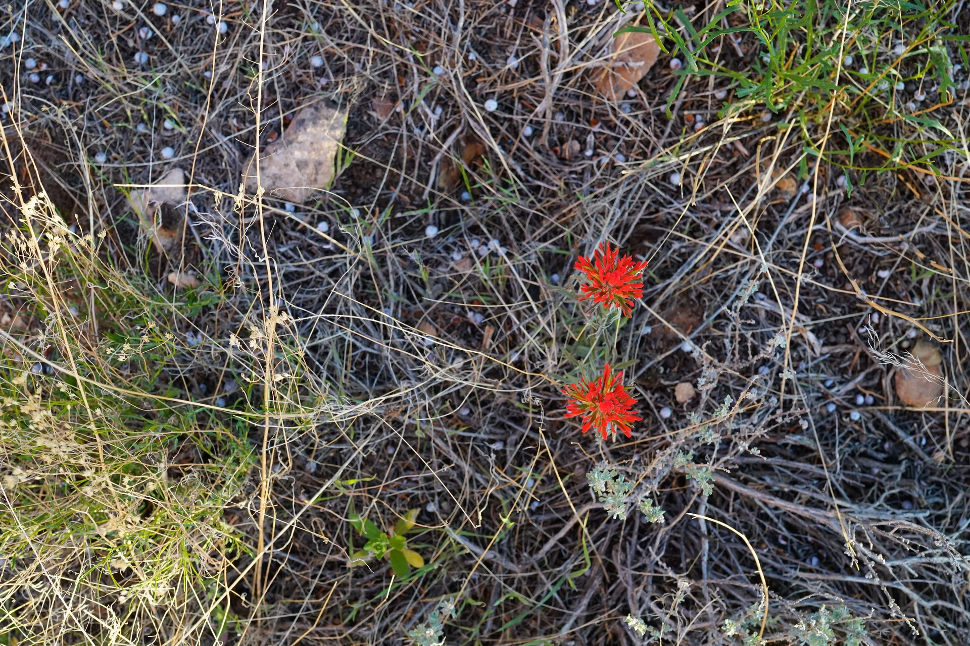Desert paintbrush can be seen from gravely shale at the base of the Book Cliffs to the canyons of Colorado National Monument. 