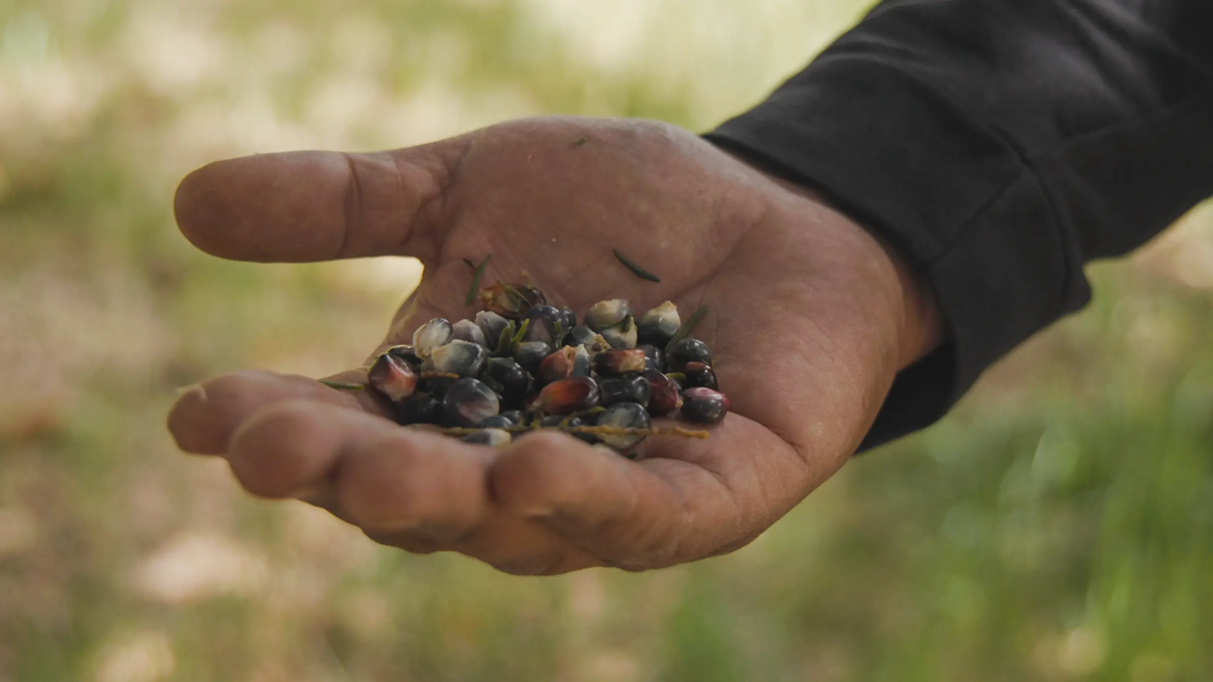 Blue corn kernels. Photo: Ziyi Xu, Rocky Mountain PBS