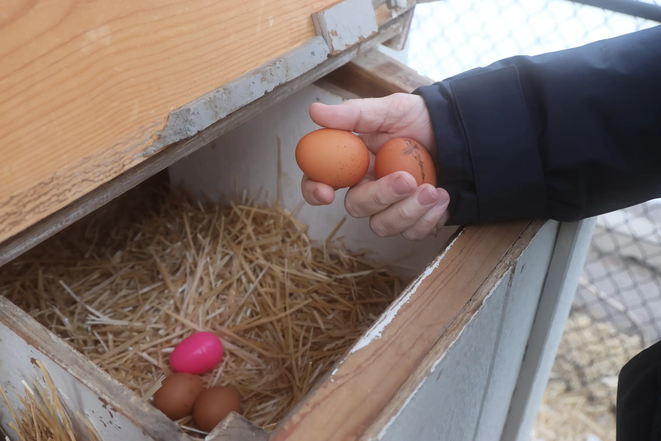 James Haug holds up fresh eggs at the Park Hill Chicken Co-Op in Denver. Photo: Kyle Cooke, Rocky Mountain PBS