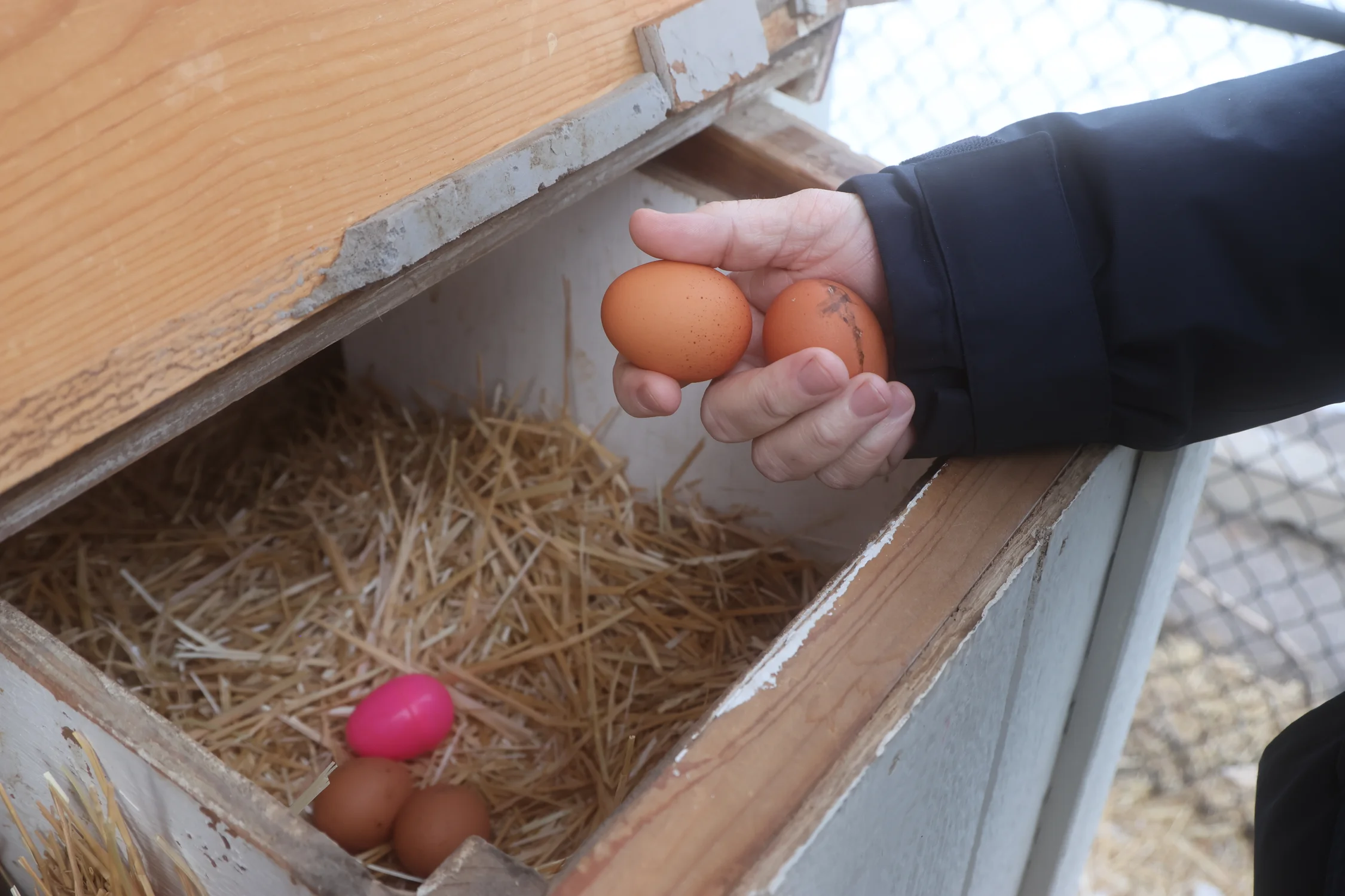 James Haug holds up fresh eggs at the Park Hill Chicken Co-Op in Denver. Photo: Kyle Cooke, Rocky Mountain PBS