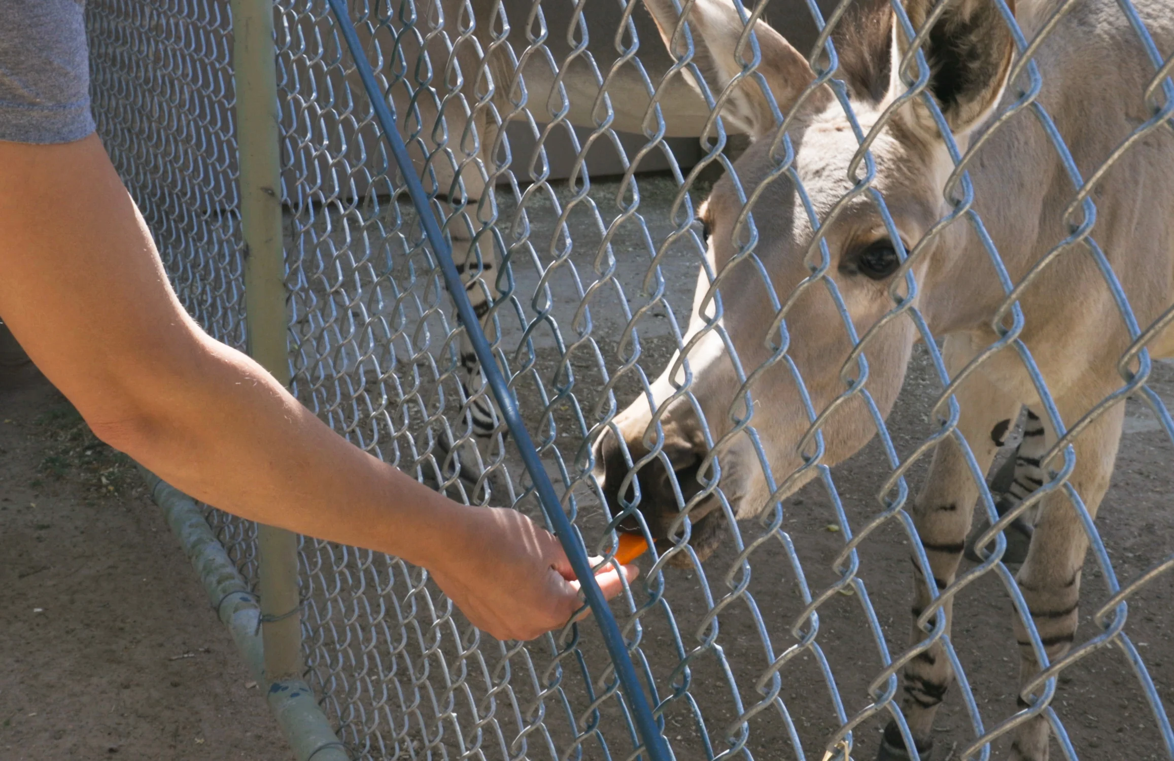 Wild ass foal Aster accepts a carrot from an animal care specialist. Part of the fun for the zoo staff is figuring out each animal’s favorite treats. Photo: Carly Rose, Rocky Mountain PBS