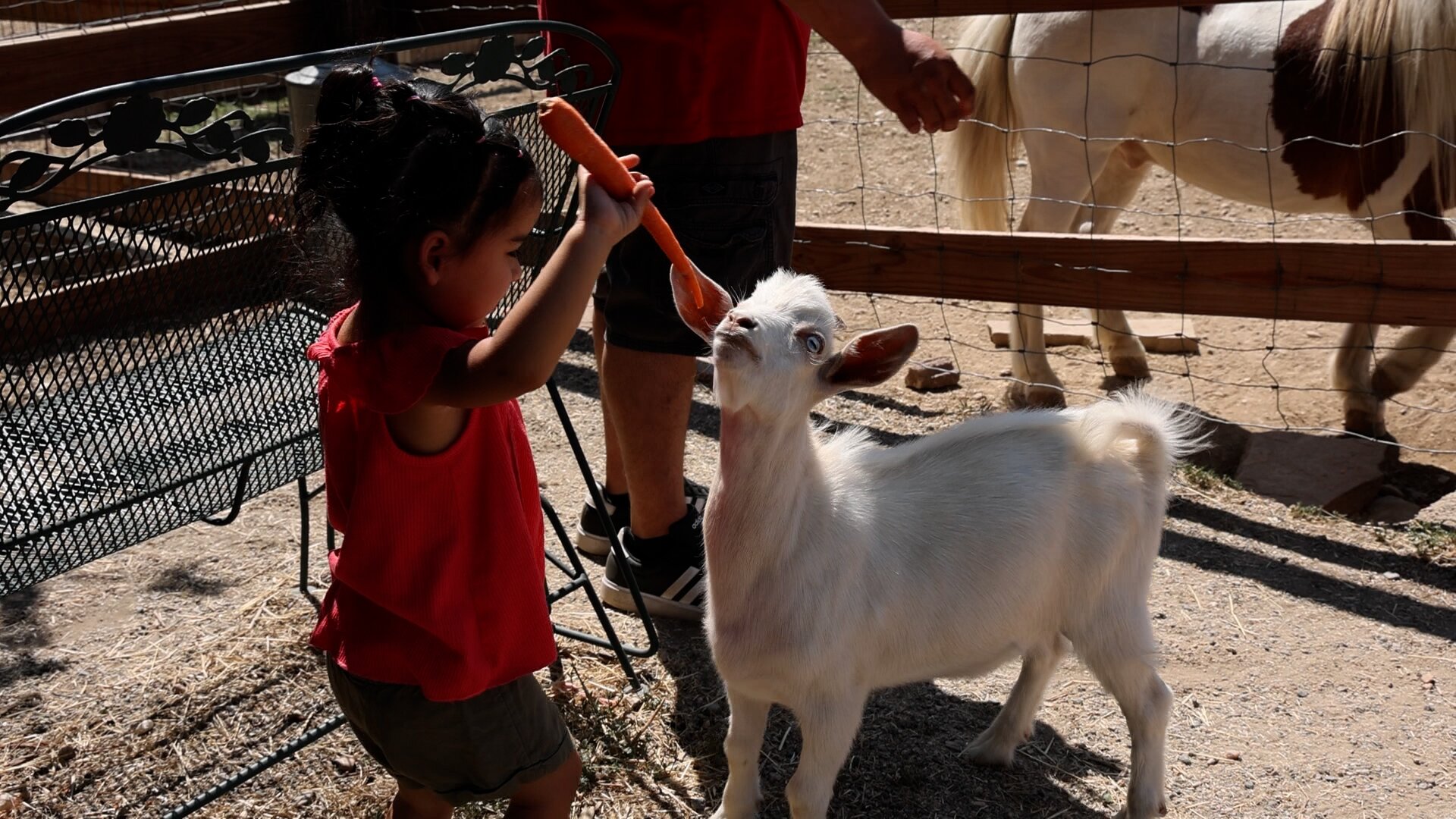 Cover of The Joy of Feeding Animals