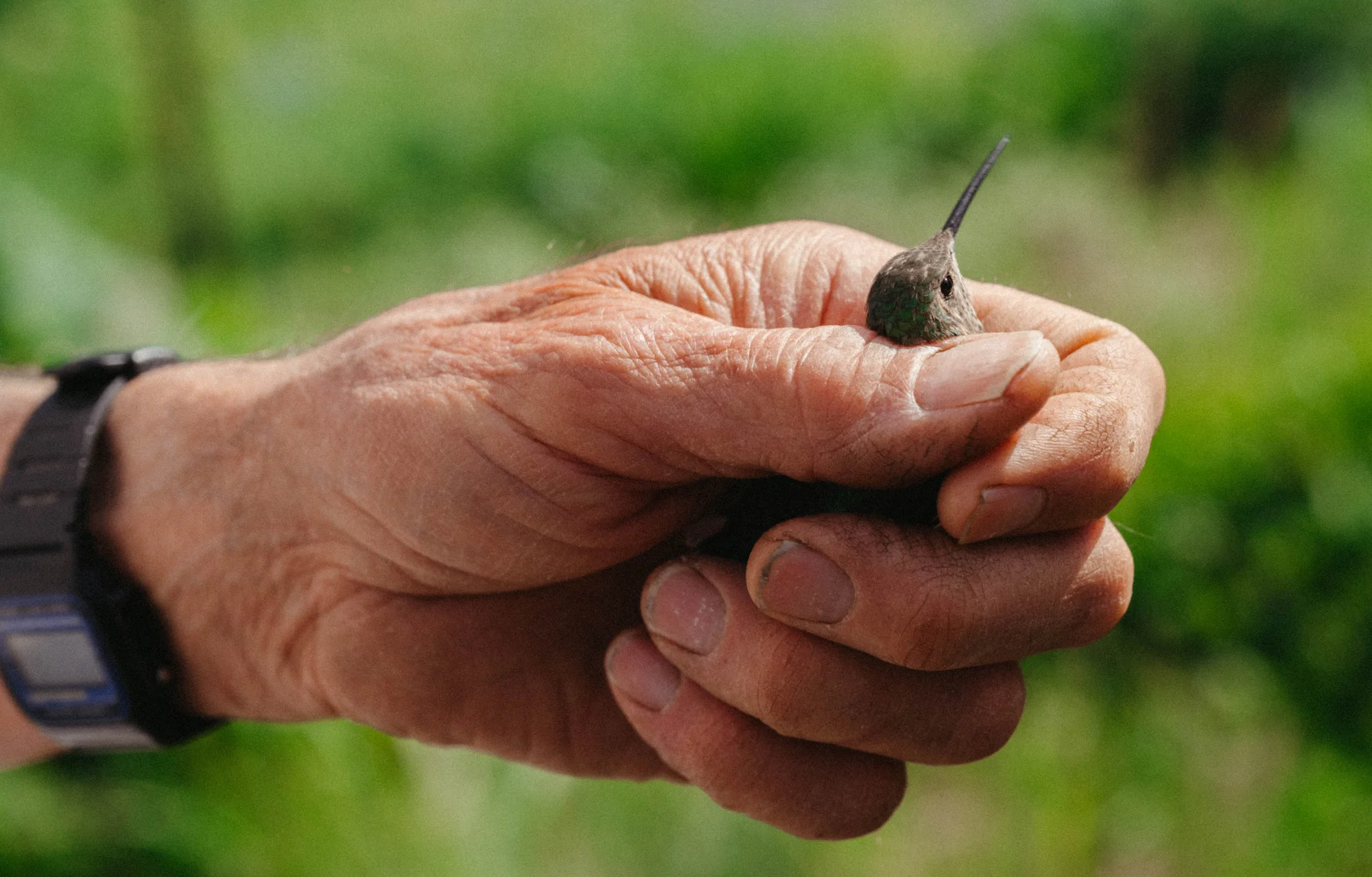 A broad-tailed hummingbird that David Inouye has previously caught. Photo: Peter Vo, Rocky Mountain PBS