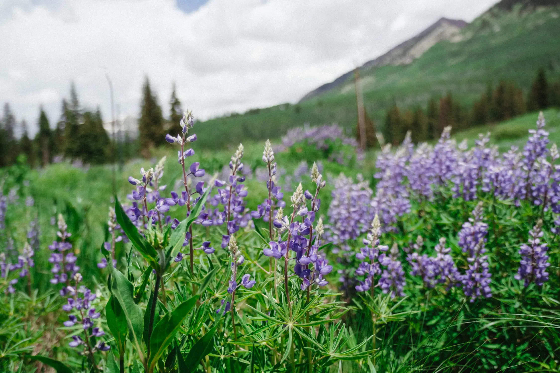Lupines are some of most common wildflowers seen in Gothic and Crested Butte. The Inouye's project focuses on wildflowers like these. Photo: Peter Vo, Rocky Mountain PBS