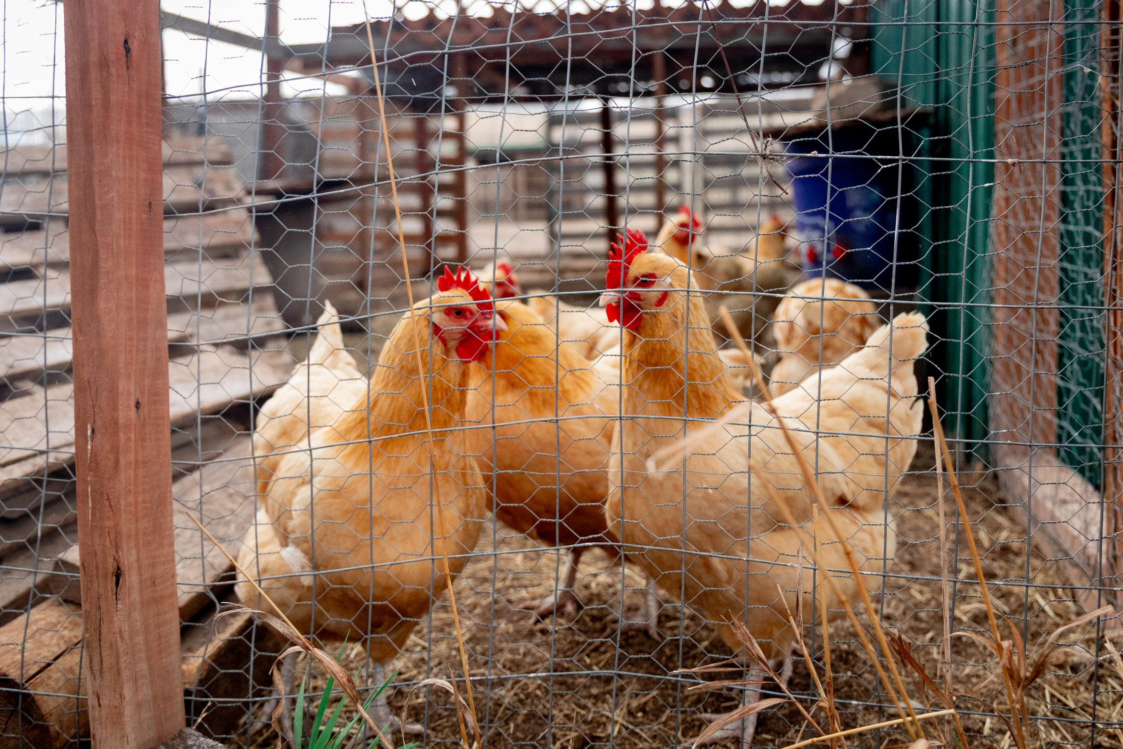 The hens are fenced in, allowing them to roam safely while staying protected. Photo: Priya Shahi, Rocky Mountain PBS