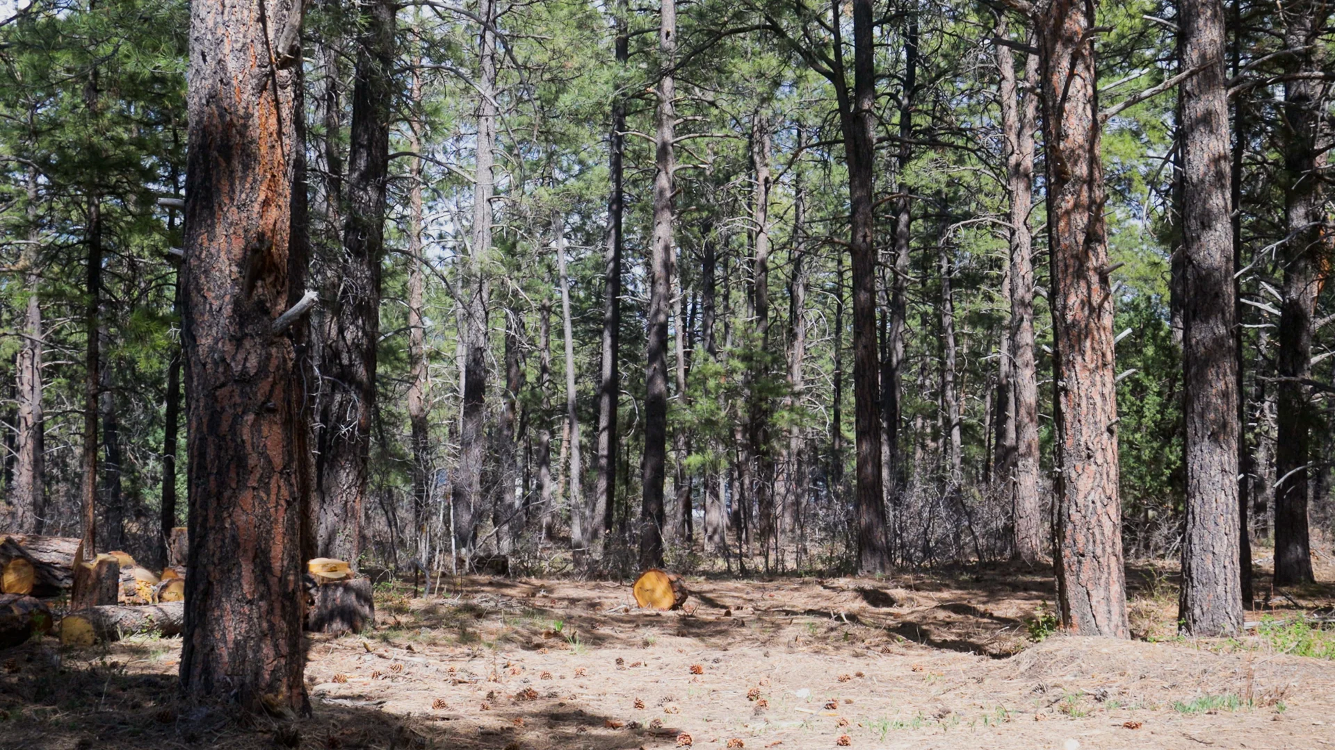 After fire mitigation. Photo: Ziyi Xu, Rocky Mountain PBS