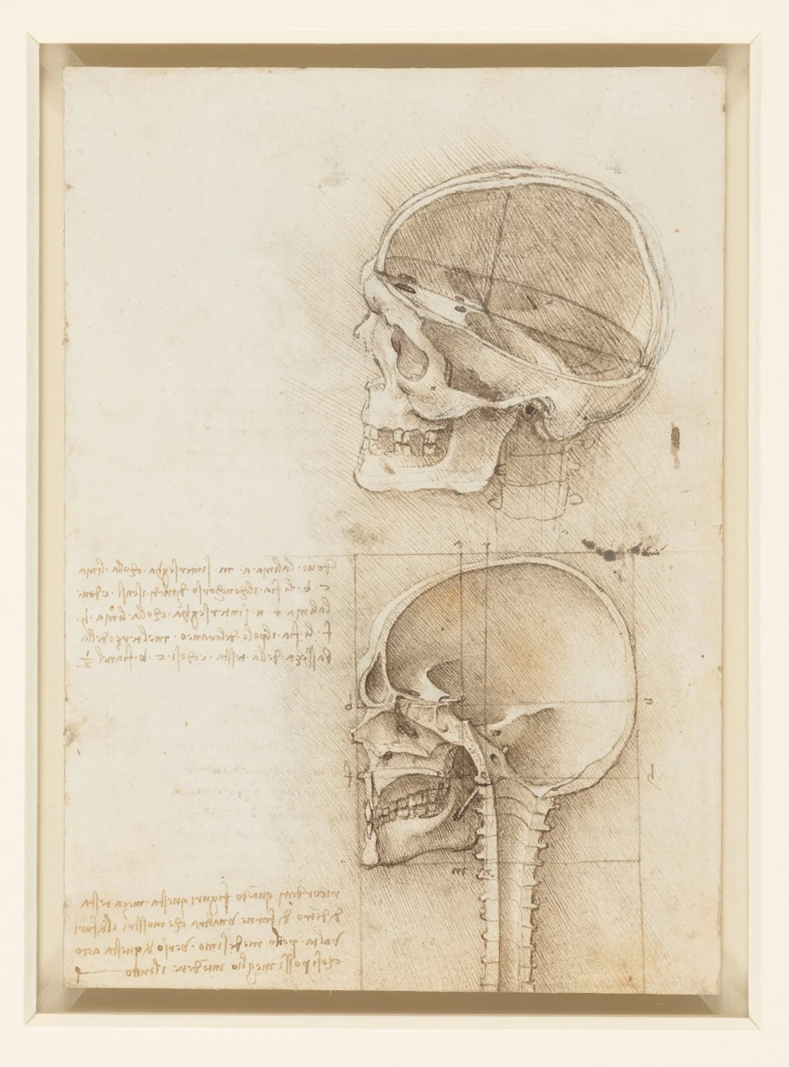 The skull sectioned by Leonardo da Vinci. Circa 1489. Image courtesy PBS PressRoom