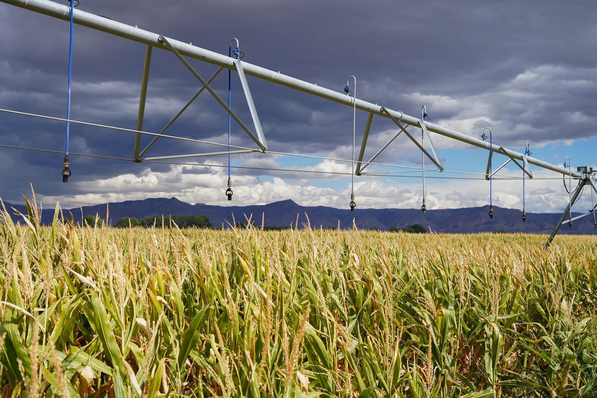 The linear move irrigation system is a giant sprinkler that slowly travels across a field. This one, at the CSU research center, is about 600 feet long. Photo: Joshua Vorse, Rocky Mountain PBS