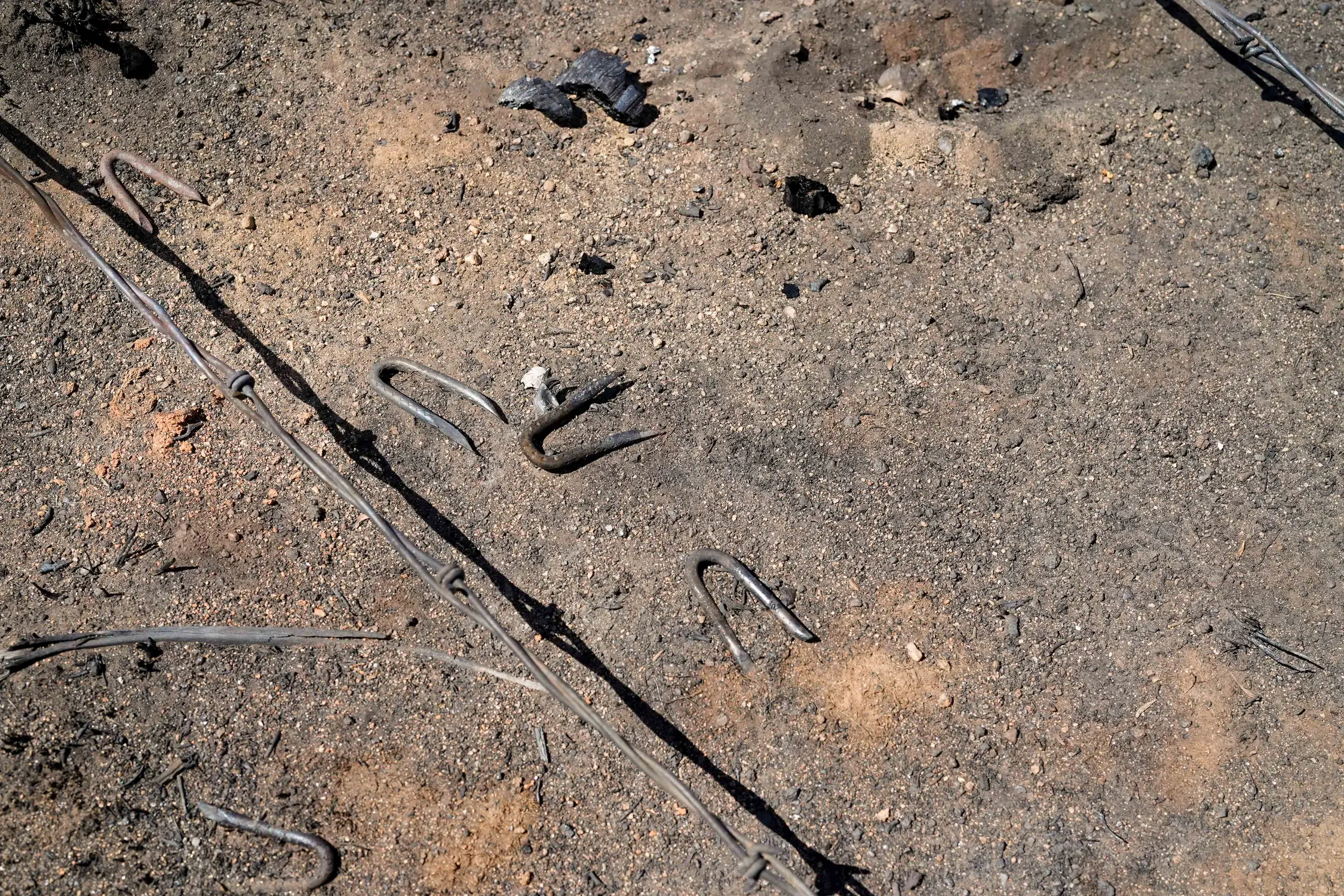 Some fence posts were turned to ash by the fire, leaving only a pile of staples. Photo: Joshua Vorse, Rocky Mountain PBS