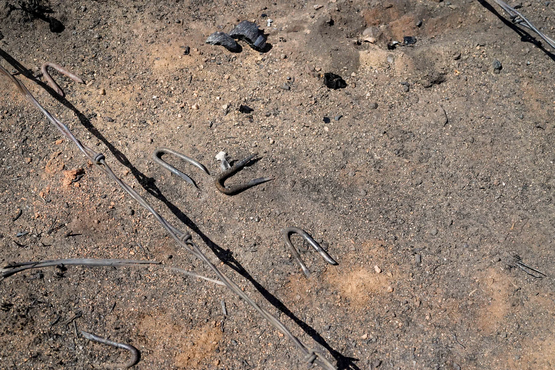 Some fence posts were turned to ash by the fire, leaving only a pile of staples. Photo: Joshua Vorse, Rocky Mountain PBS