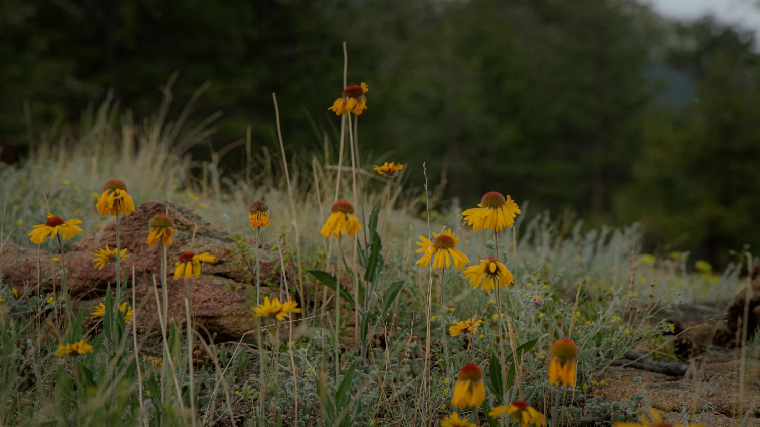 Wildflowers bloom alongside the Beaver Meadows trail in Rocky Mountain National Park. Photo: Cormac McCrimmon, Rocky Mountain PBS