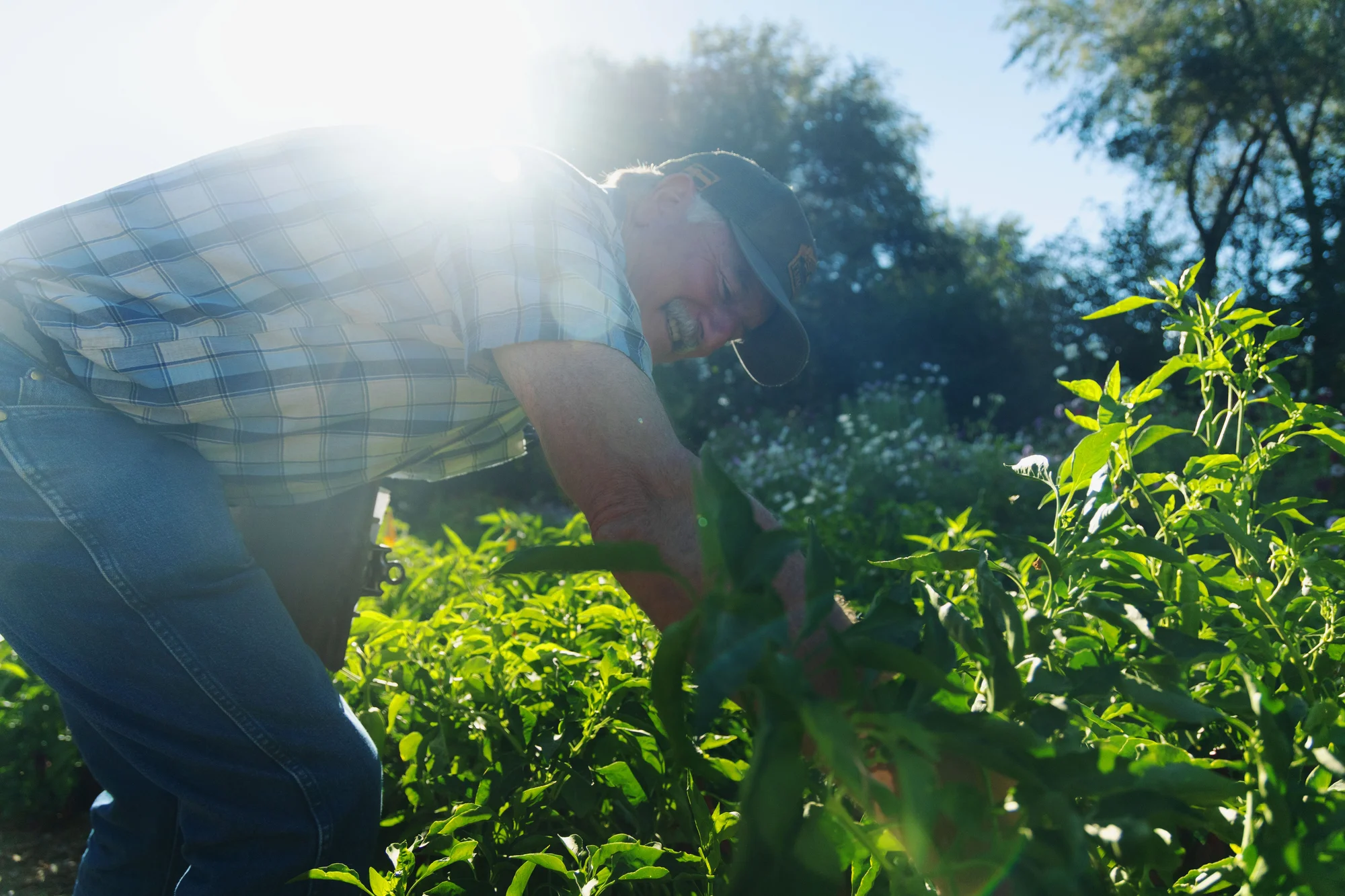 Now retired, Bartolo can spend significantly more time tending to his personal chiles, though he still shares his findings and data with Colorado State University researchers. Photo: Chase McCleary, Rocky Mountain PBS