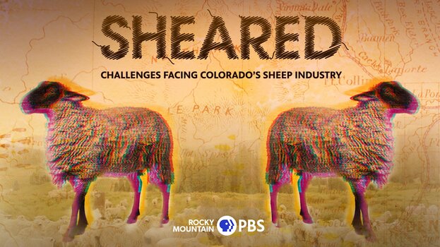 Sheared: Challenges Facing Colorado's Sheep Industry
