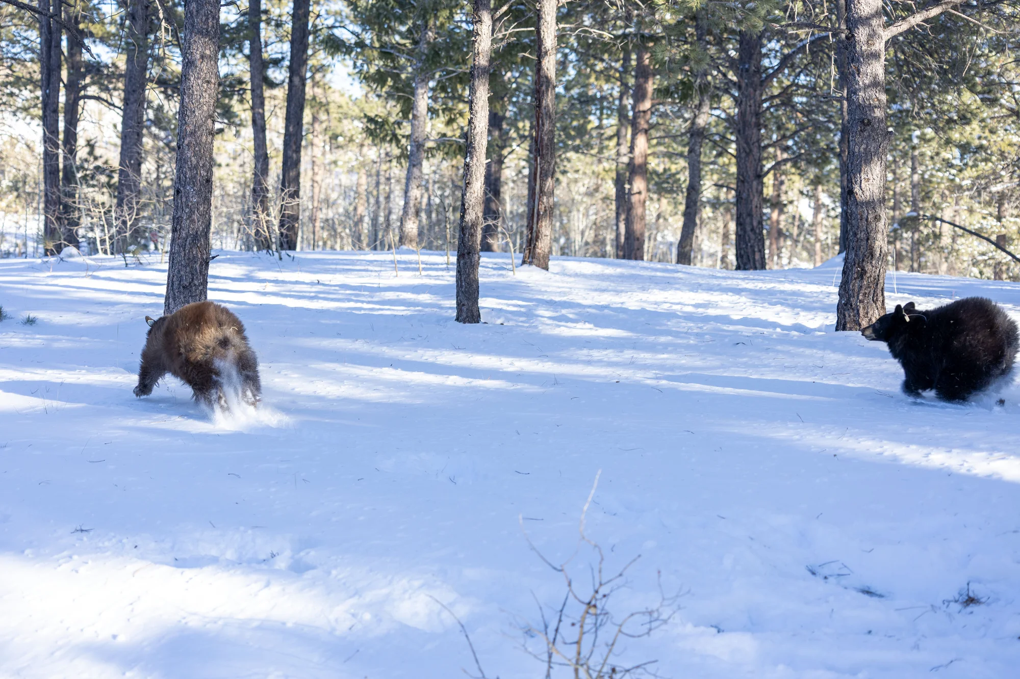 Five orphaned bear cubs return to their natural habitat outside Divide, Colorado. Photo: Chelsea Casabona, Rocky Mountain PBS