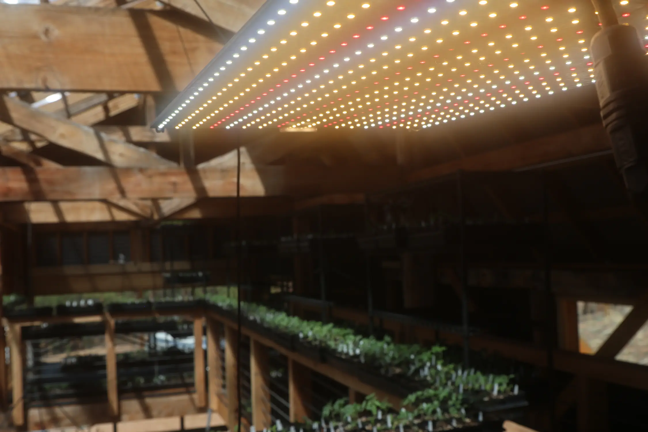 Grow lights in the greenhouse supplement natural light and keep the seedlings strong. Photo: Kyle Cooke, Rocky Mountain PBS