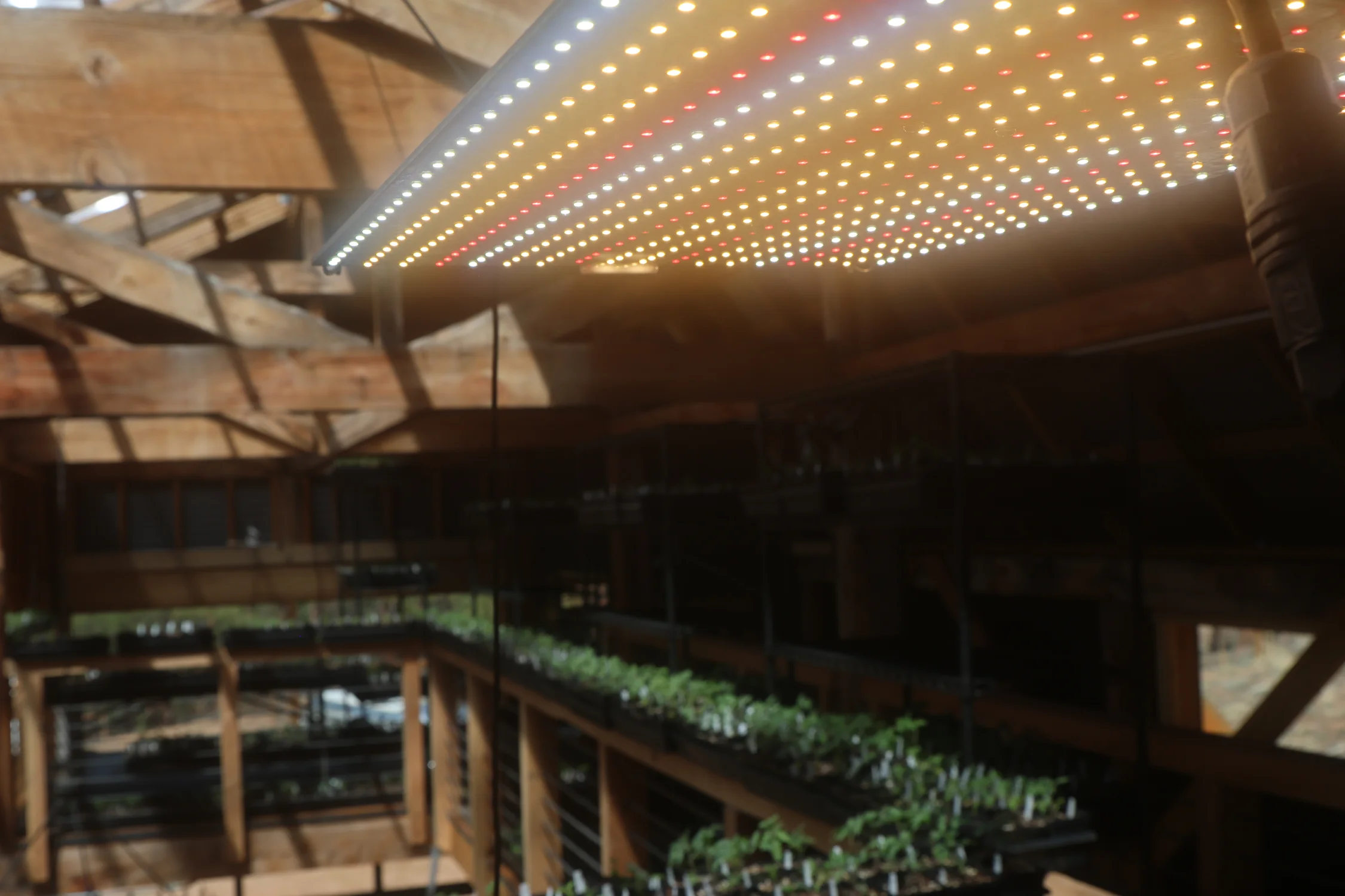 Grow lights in the greenhouse supplement natural light and keep the seedlings strong. Photo: Kyle Cooke, Rocky Mountain PBS