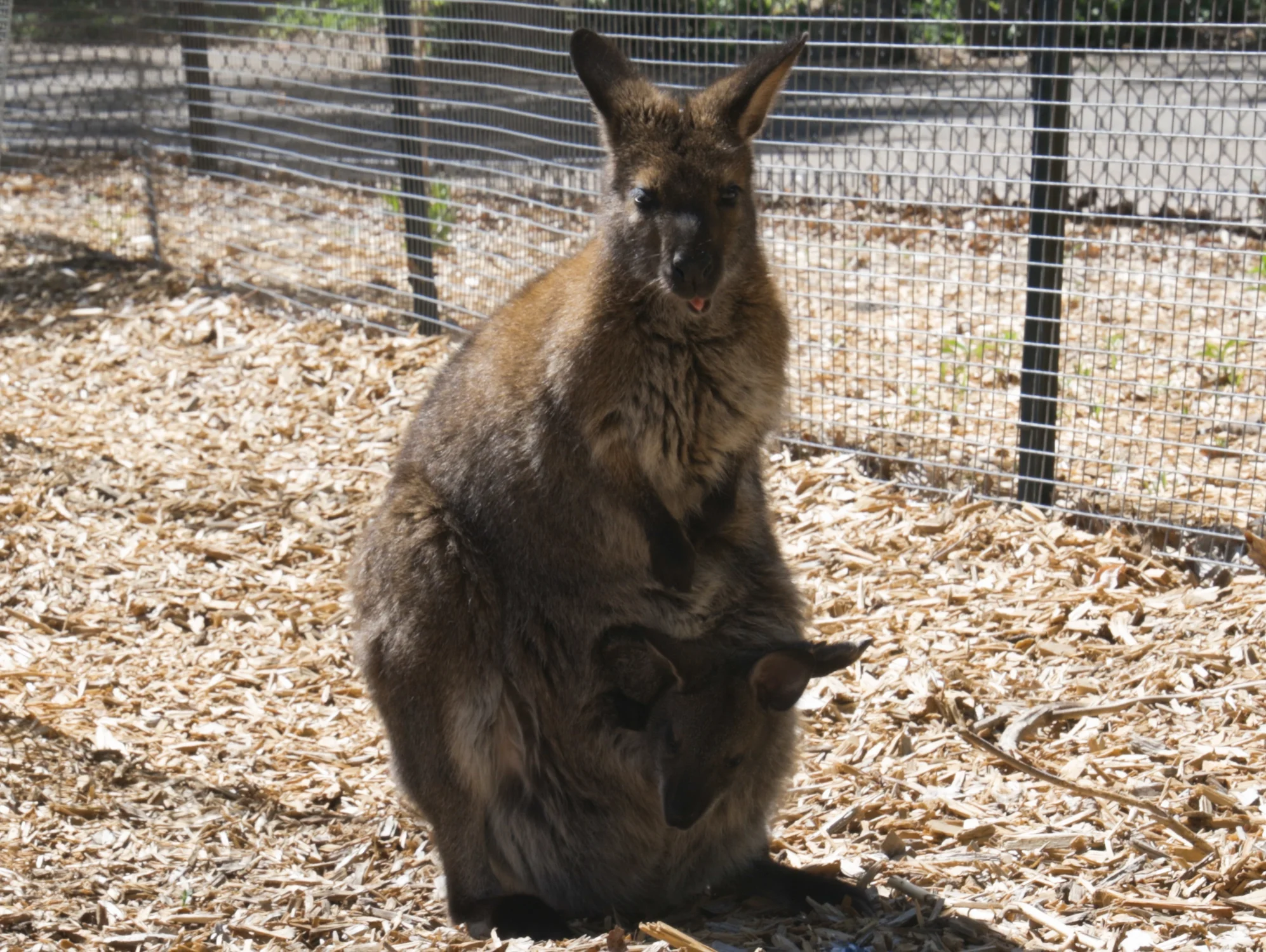 A wallaby joey peeks his head out of his mother Adelaide’s pouch, while Adelaide eats a snack. Photo: Carly Rose, Rocky Mountain PBS