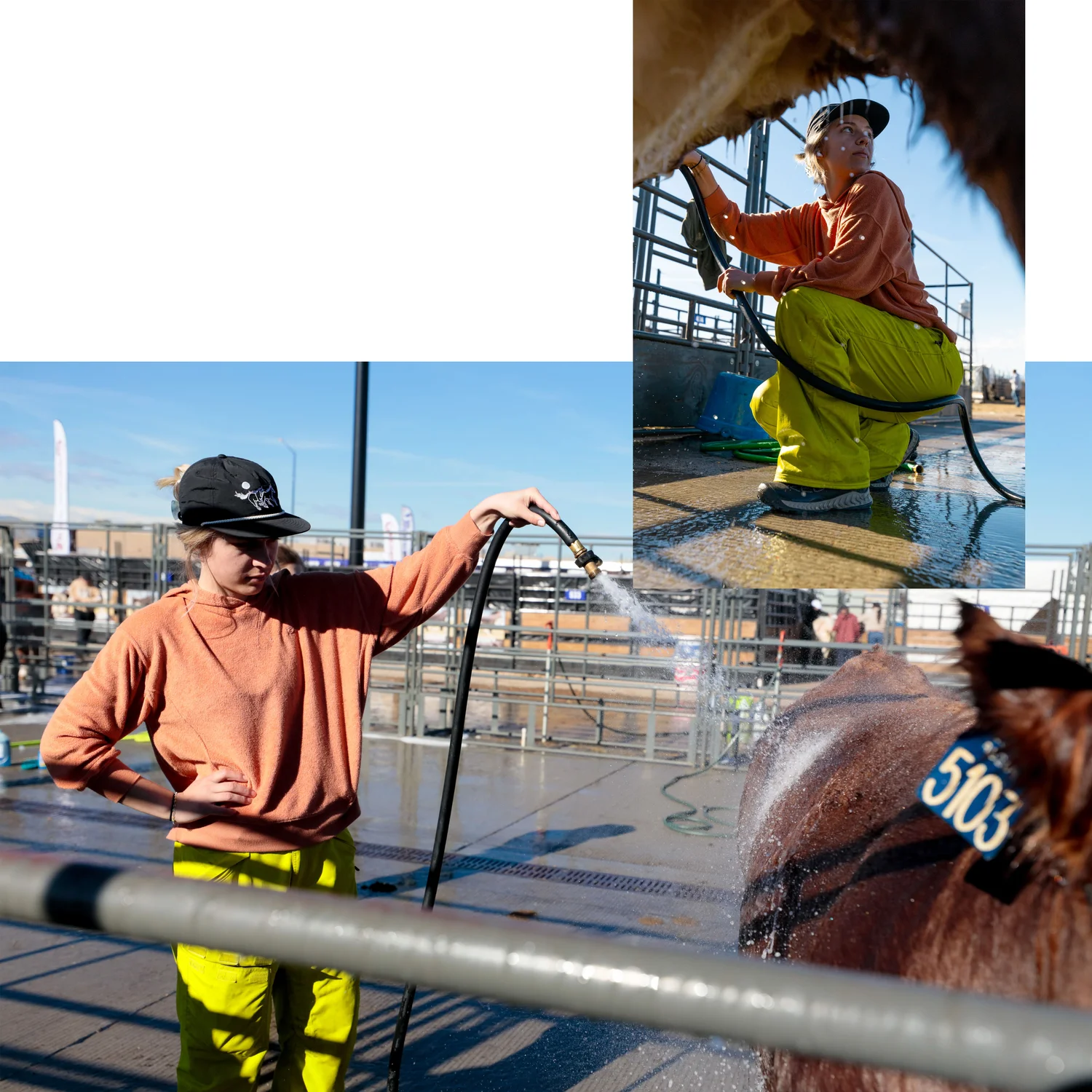 Addie Winbourn of Bozeman, Montana washes a cow before the show. Winbourn wears waterproof shoes and ski pants to stay dry. Zach Bryan plays through a lone AirPod as she works. Photo: Cormac McCrimmon, Rocky Mountain PBS