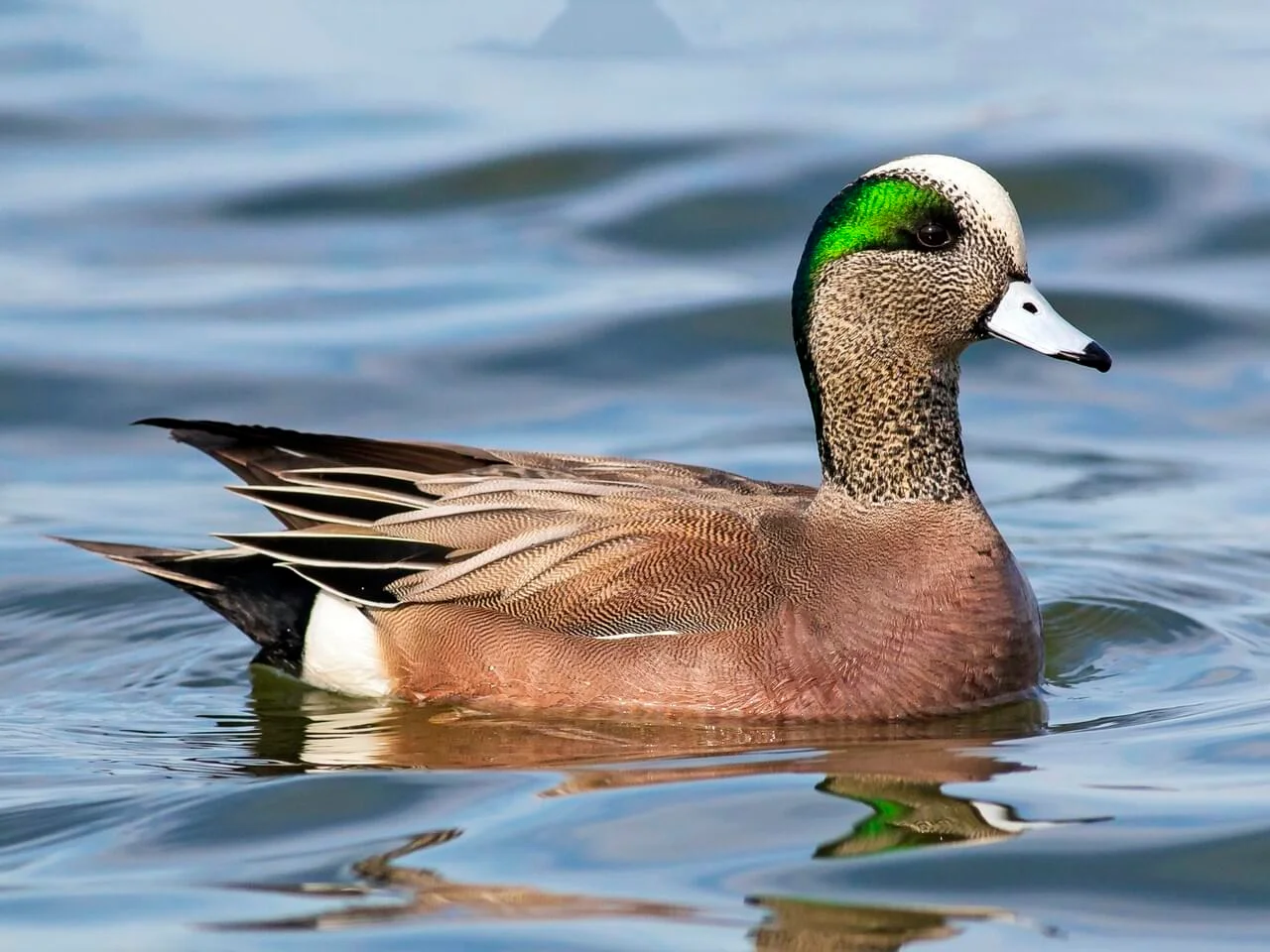 An American wigeon. Photo courtesy Karl Krueger 