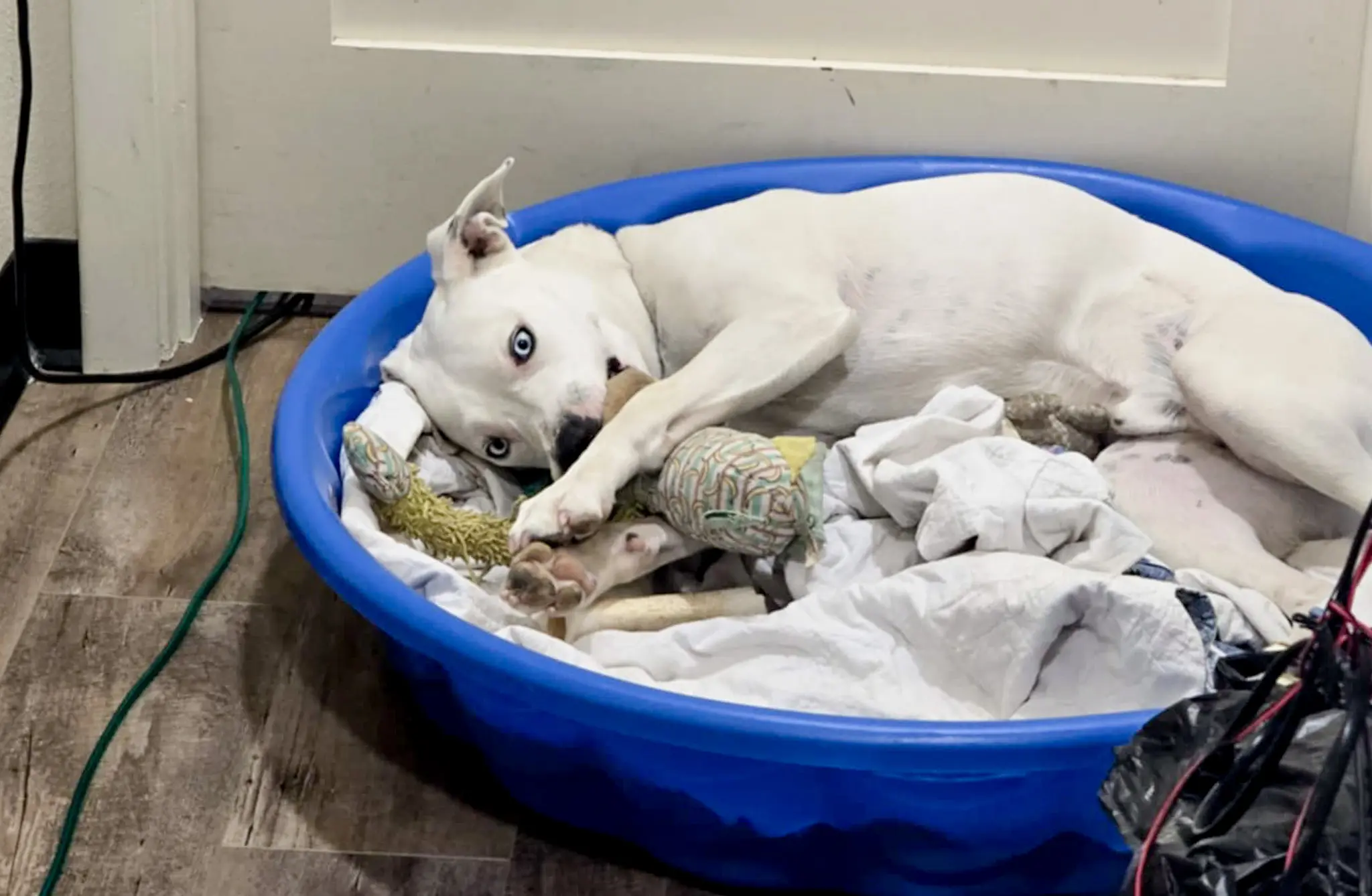 Jessica Denison’s service dog, Blue, was hit by a vehicle on August 8 and had to be put down shortly after. Photo courtesy Denison