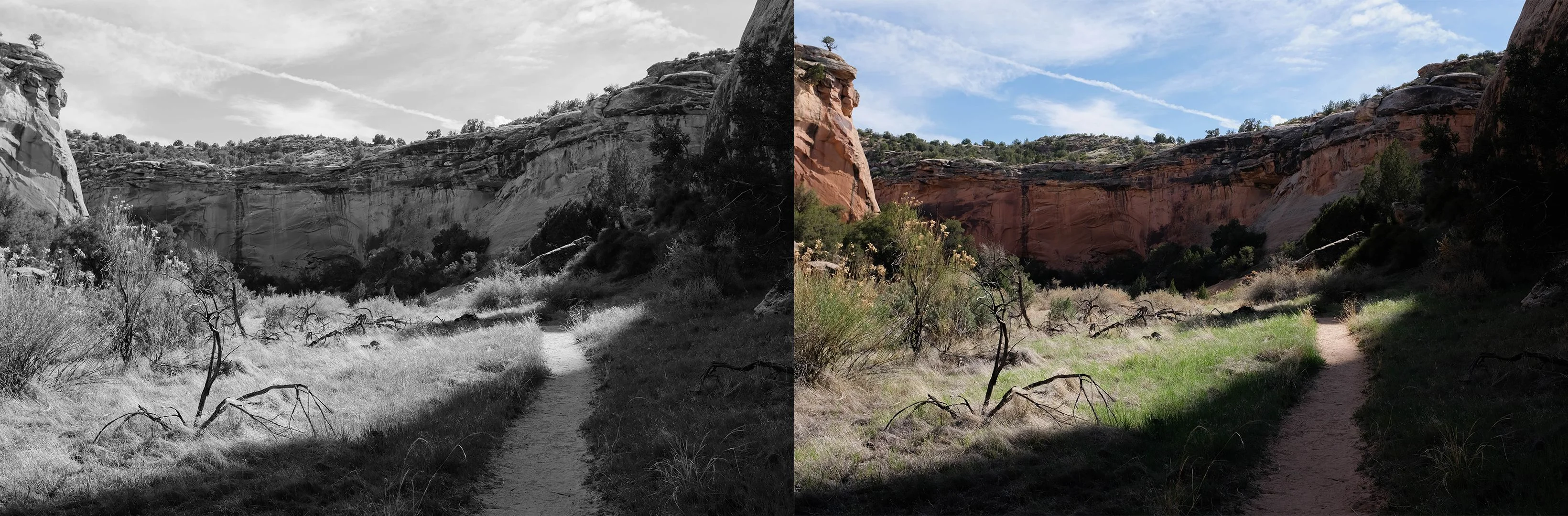 Cheatgrass on the floor of McDonald Creek Canyon.