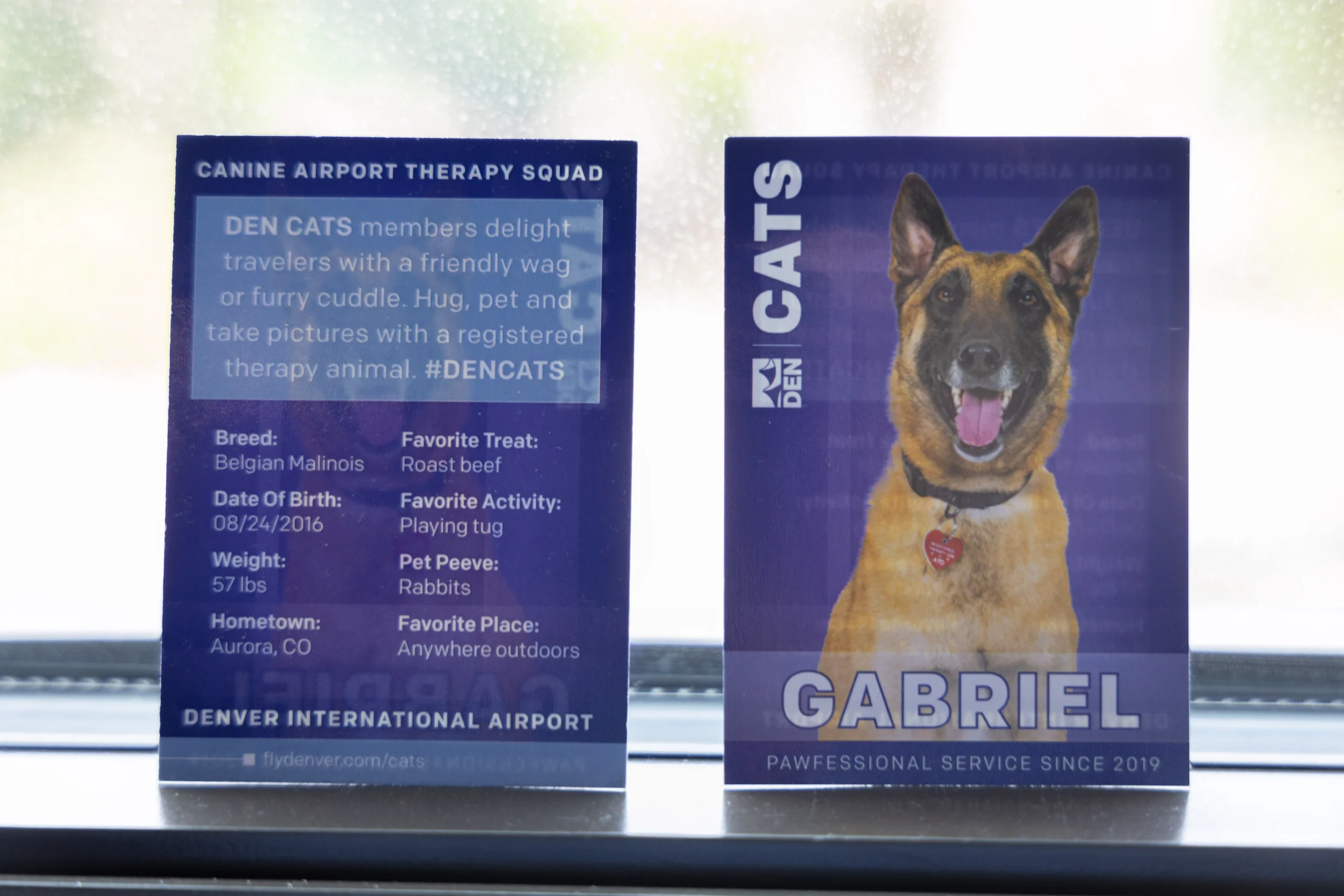 Each of the volunteer therapy animals has their own professional collector’s card. Photo: Andrea Kramar, Rocky Mountain PBS