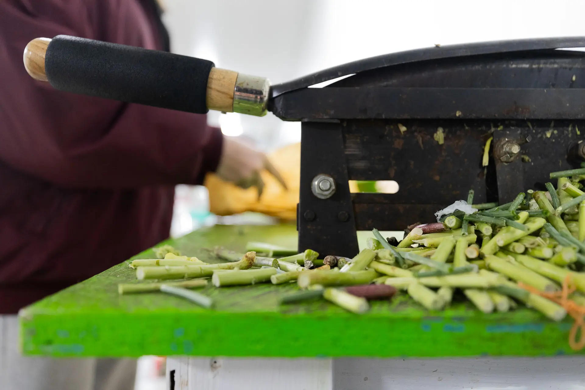 Workers cut, sort and water flowers as they arrive. M&M Cut Flora stores most varieties at 36 degrees. Photo: Cormac McCrimmon, Rocky Mountain PBS