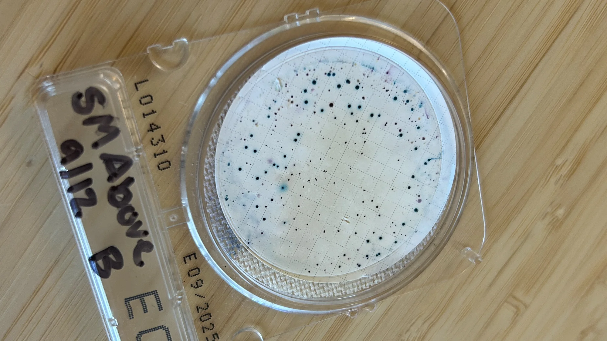 E. coli cultures. Photo courtesy Haley Perez