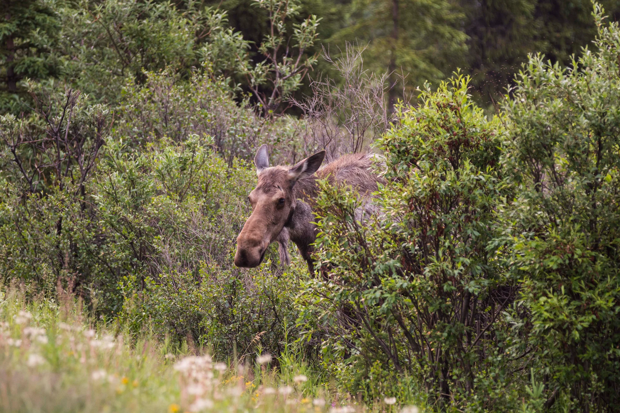 Moose eat up to 60 pounds of vegetation per day. Photo courtesy of the National Park Service