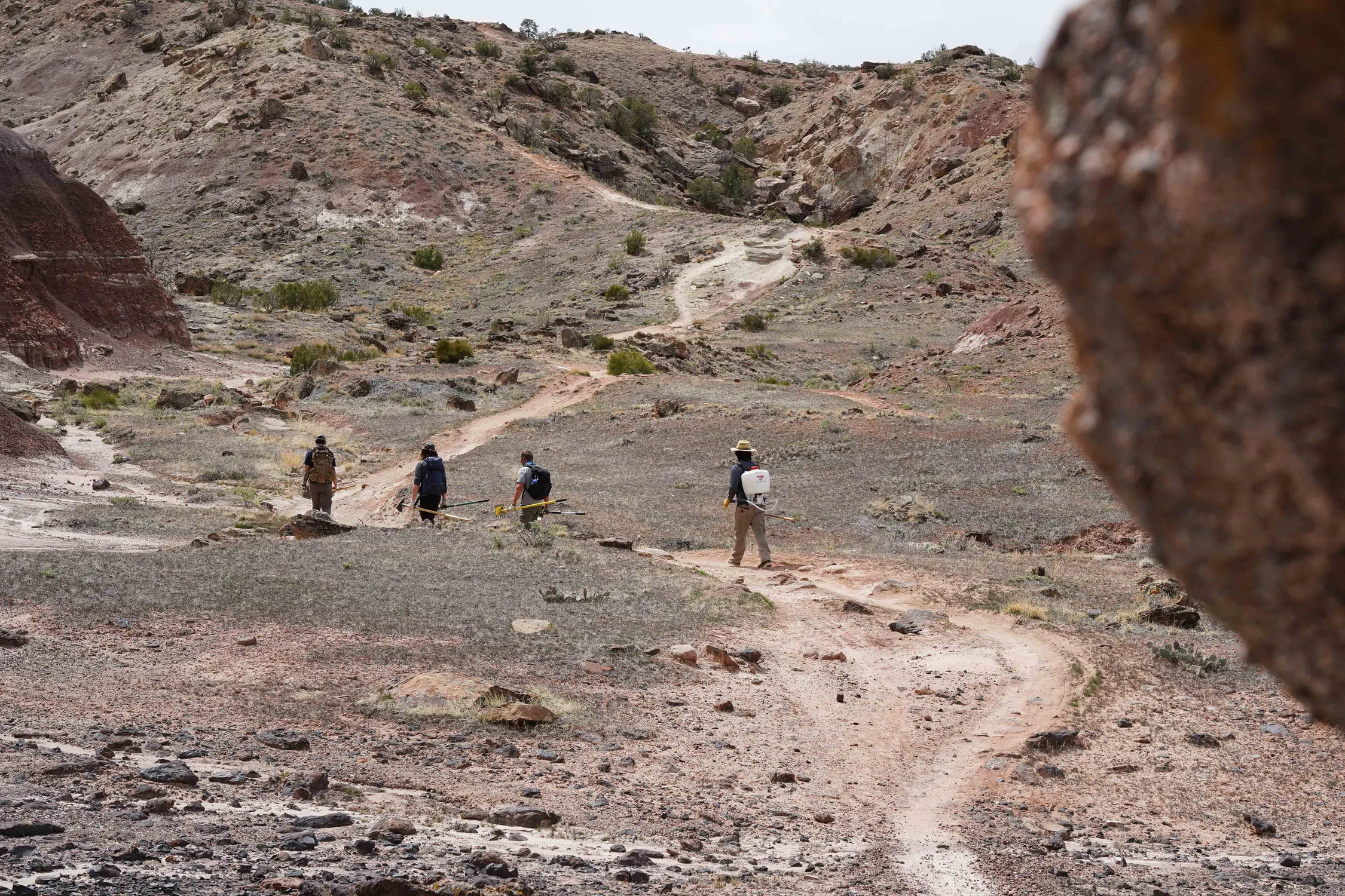 During the afternoon’s work, the crew hustled to hop off the trail, making way for a mountain biker careening down a steep section of the trail. A normal Tuesday at Lunch Loops. Photo: Joshua Vorse, Rocky Mountain PBS